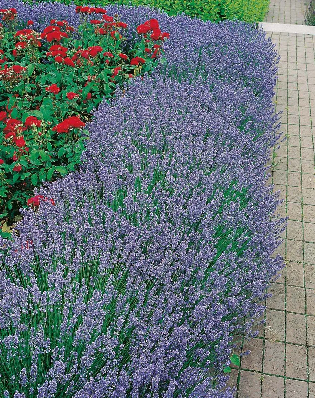 Lavendel 'Hidcote', 15-pack