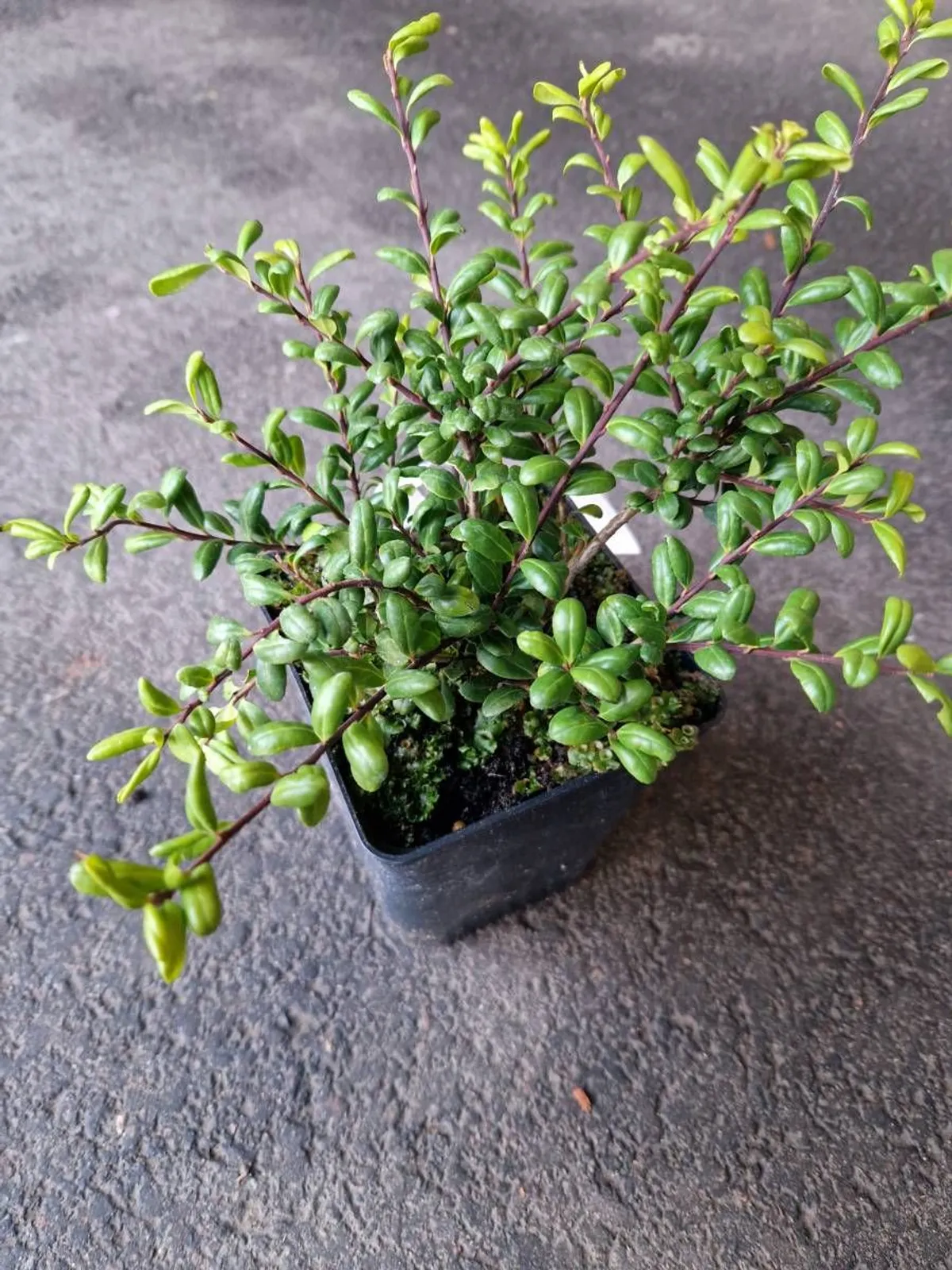 Japansk järnek 'Convexa', 10-20 cm - miniatyr 4
