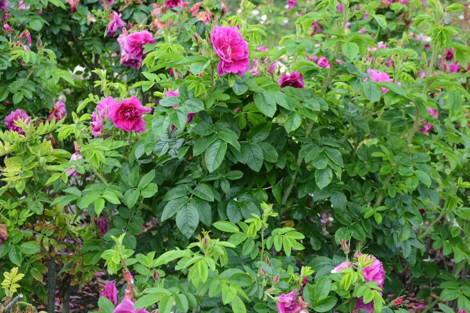Rugosa-ros 'Hansa', 20-40 cm - miniatyr 3