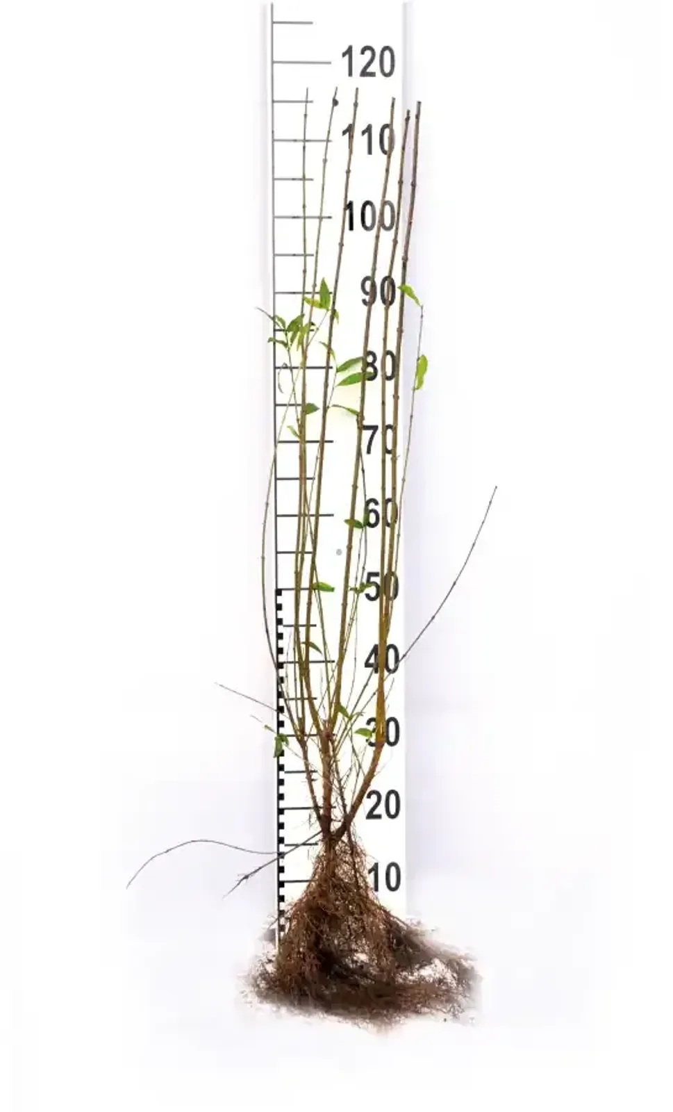 Vinterliguster 'Liga', 50-80, 6-10 grenar cm - miniatyr 7