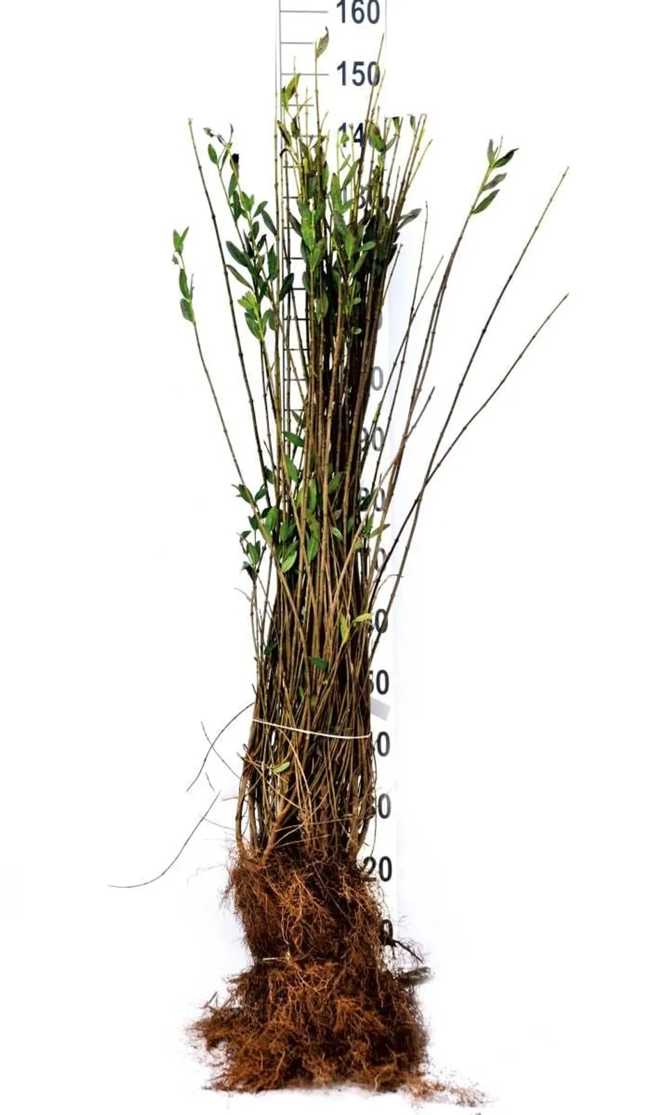 Vinterliguster 'Liga', 125-150 cm, Goliat - miniatyr 5