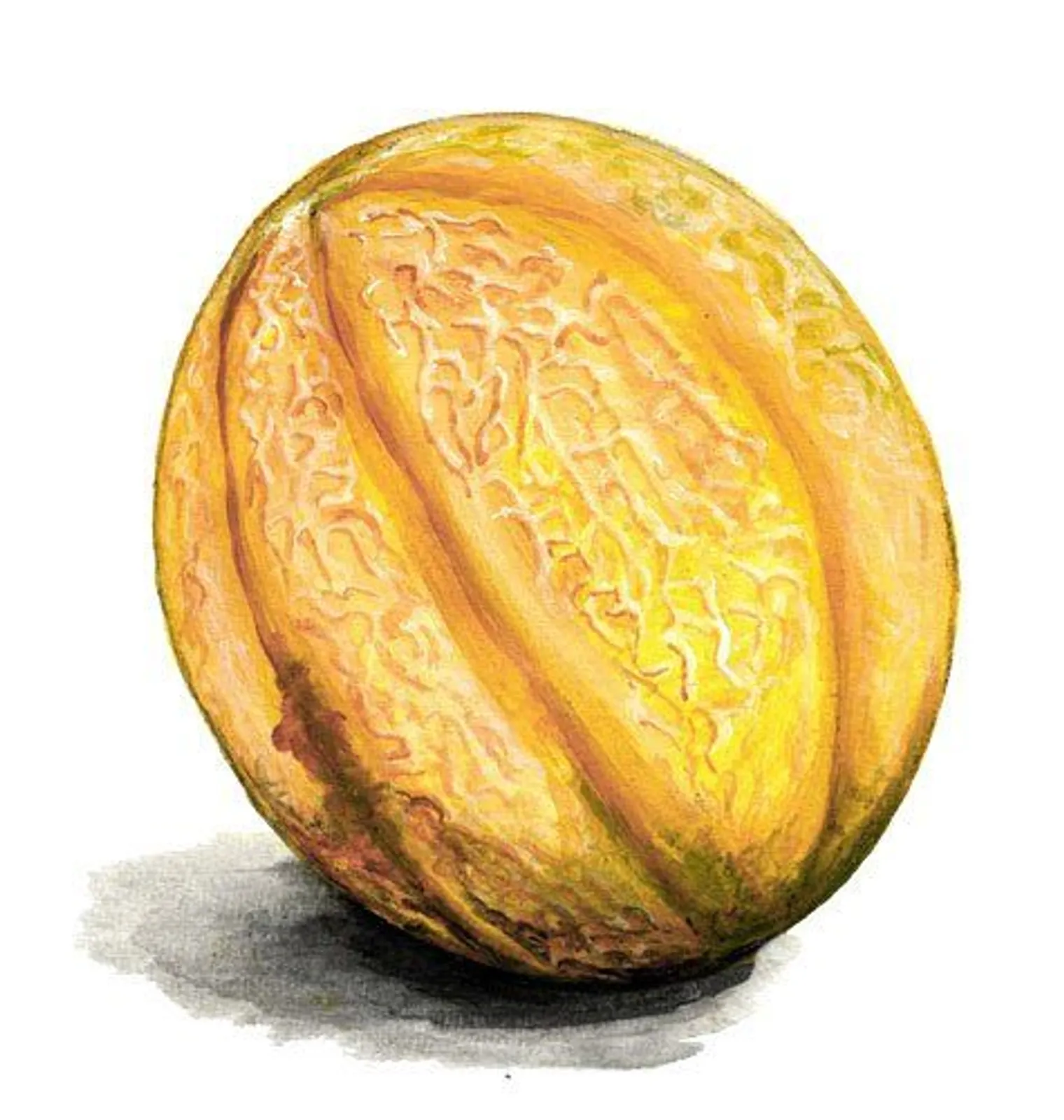 Melon