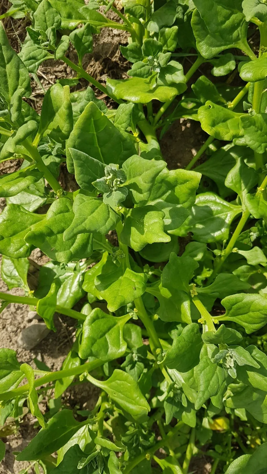 Nyzeeländsk spenat 'Nyzeeländsk spenat', ekofrö - miniatyr 2
