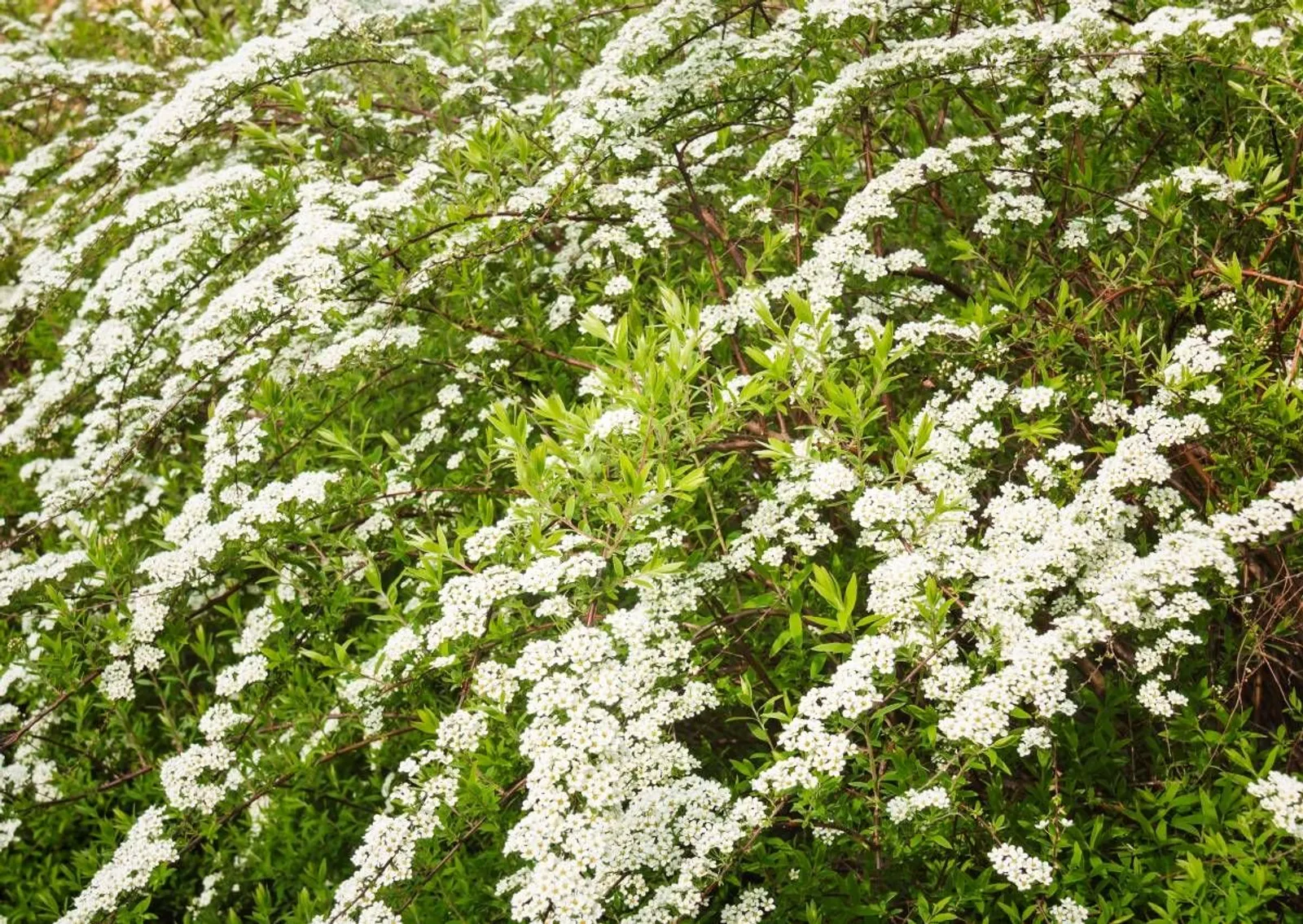 Norskspirea 'Grefsheim' E, 20-40 cm - miniatyr 4