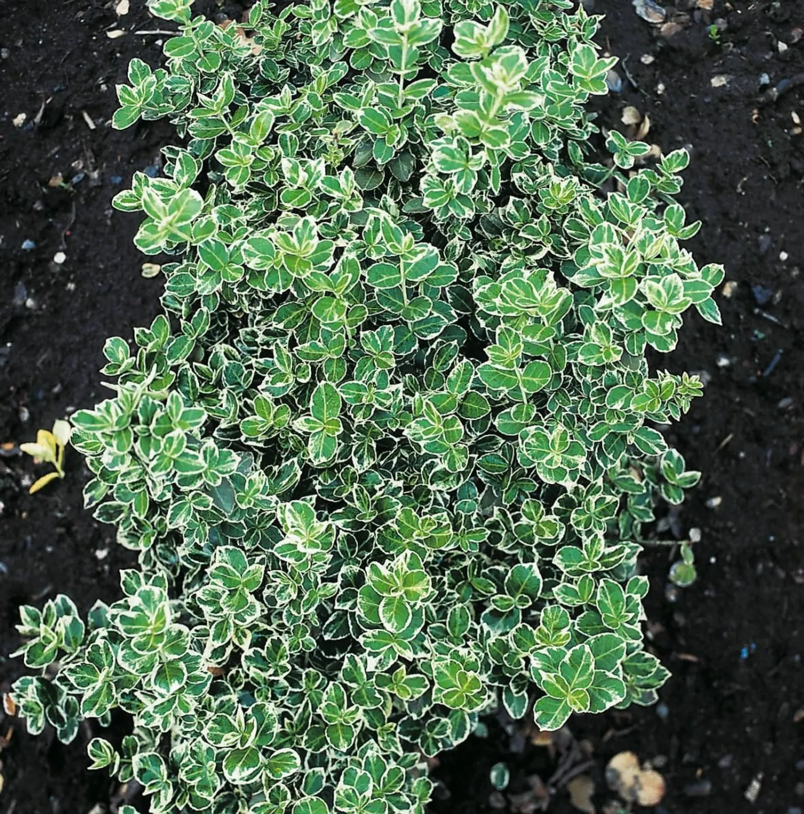 Klätterbenved 'Emarald Gaiety' (syn. benved 'Emarald Gaiety'), 15-30 cm - miniatyr 3
