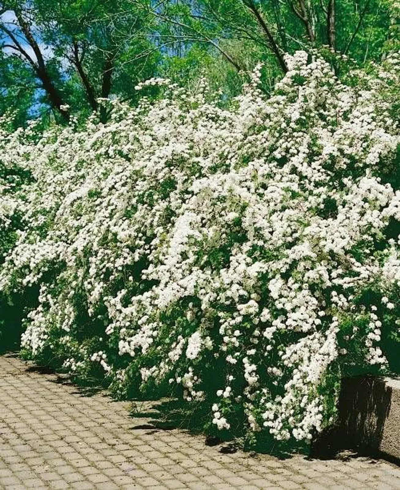 Bukettspirea, 20-40 cm
