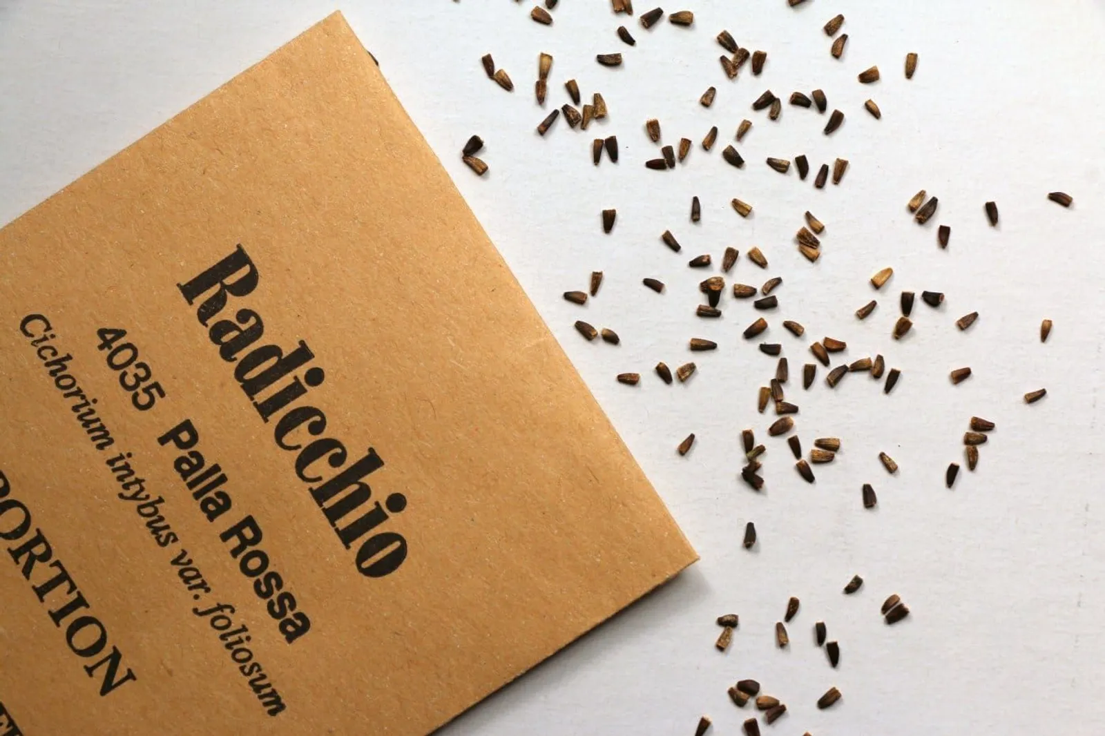 Radicchio 'Palla Rossa', ekofrö - miniatyr 3