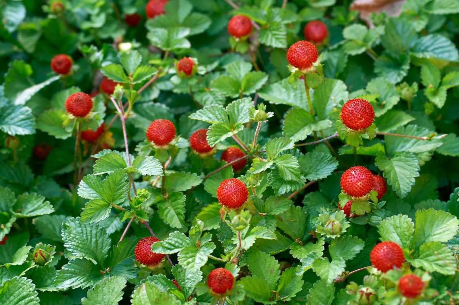 Månadssmultron 'Rügen', 15-pack