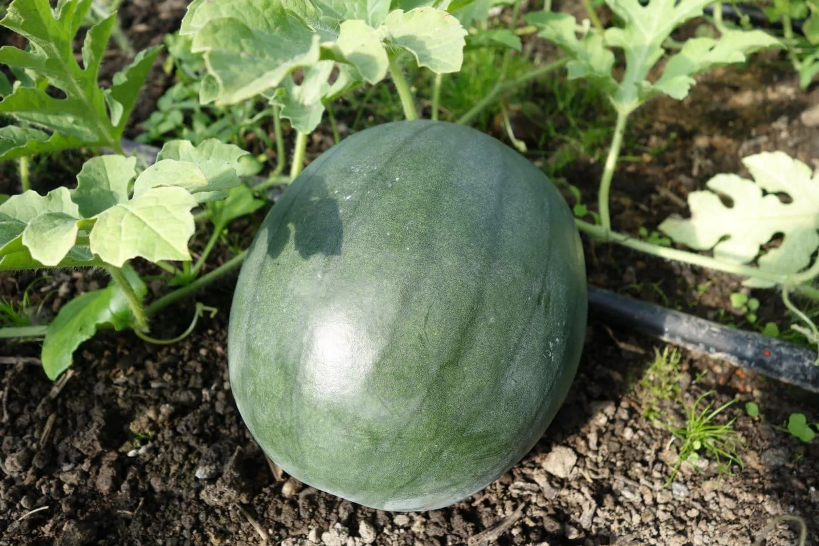 Melon 'Sugar Baby', ekofrö - miniatyr 2