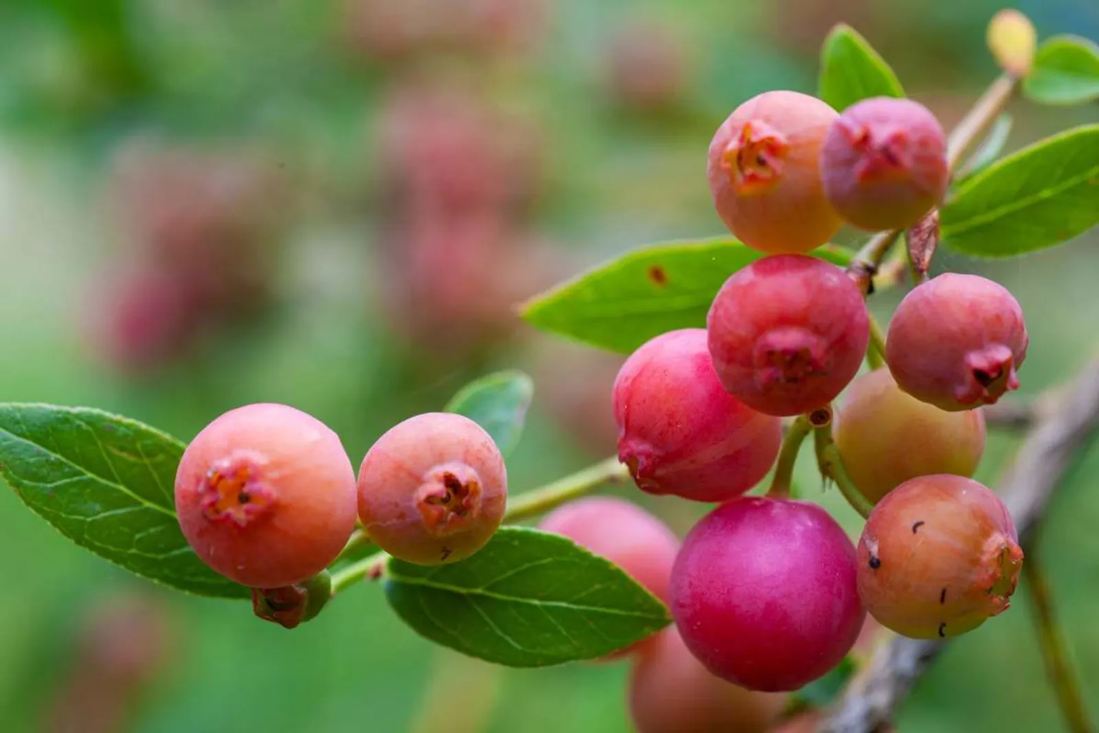 Blåbär 'Pink Lemonade', 10-pack