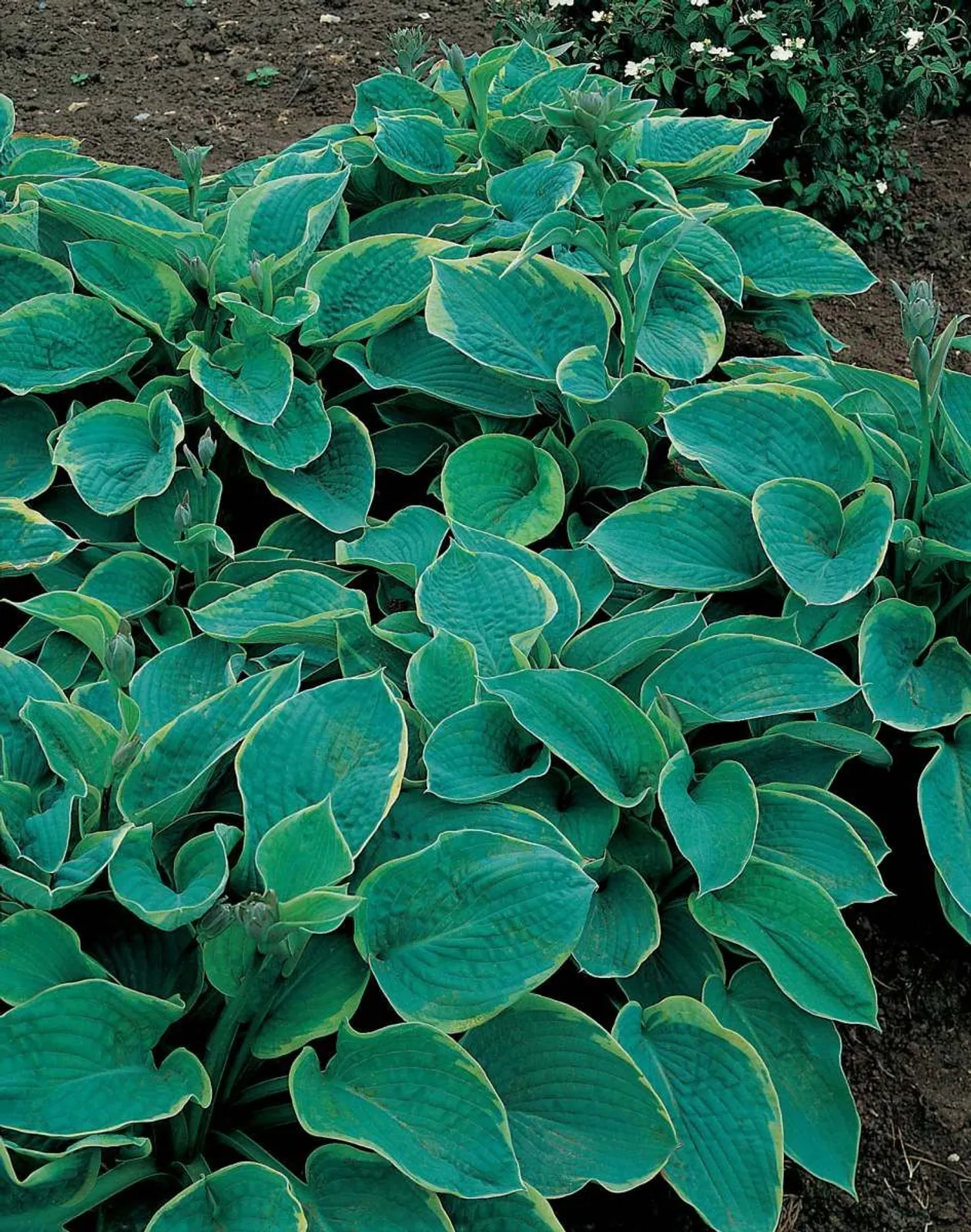 Daggfunkia 'Frances Williams', 3-pack
