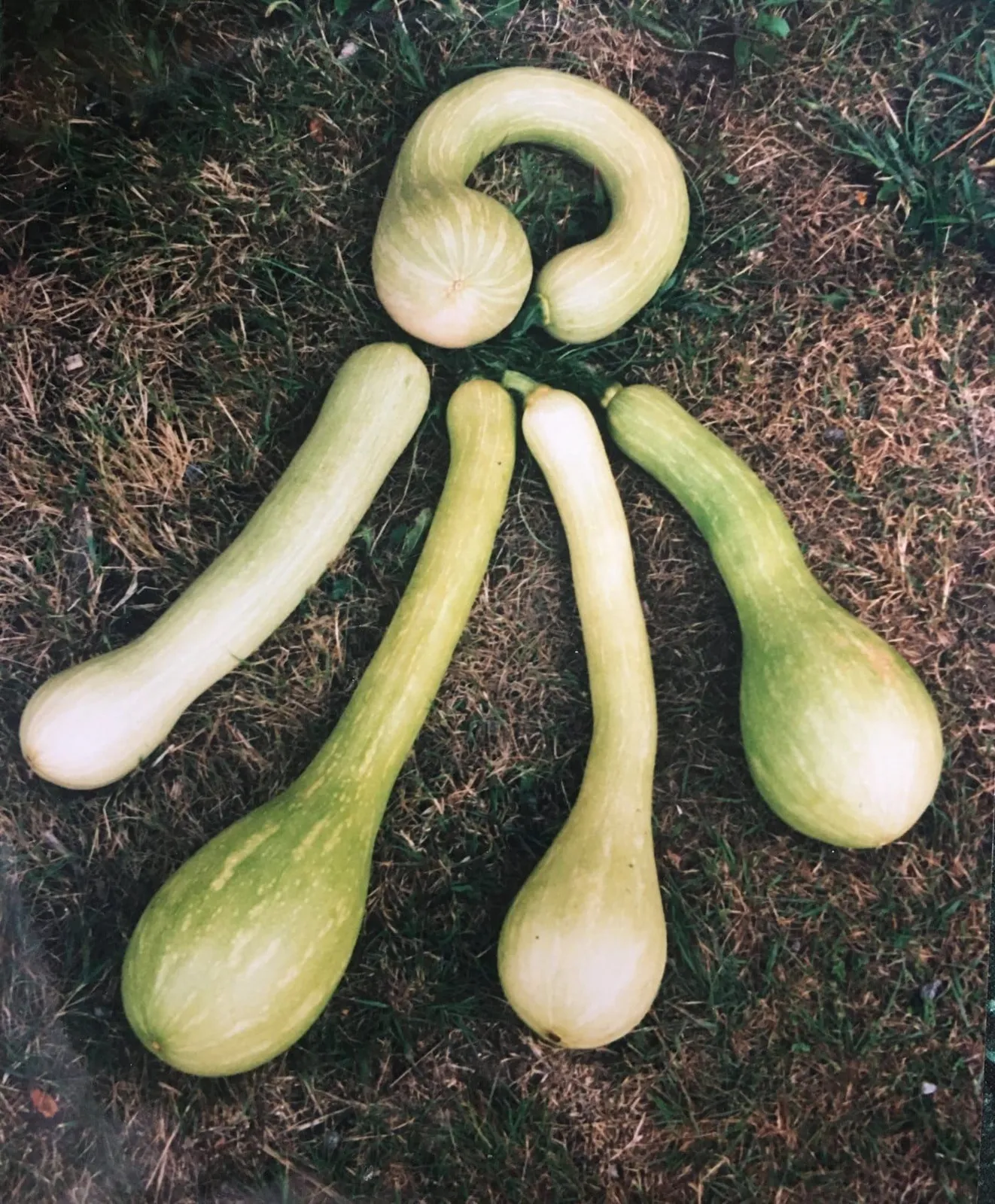 Sommarsquash 'Tromboncino', ekofrö - miniatyr 3