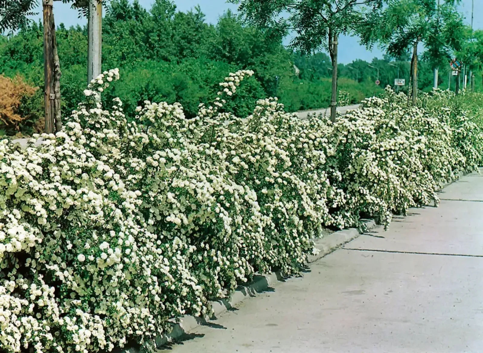 Bukettspirea, 50-80 cm - miniatyr 4