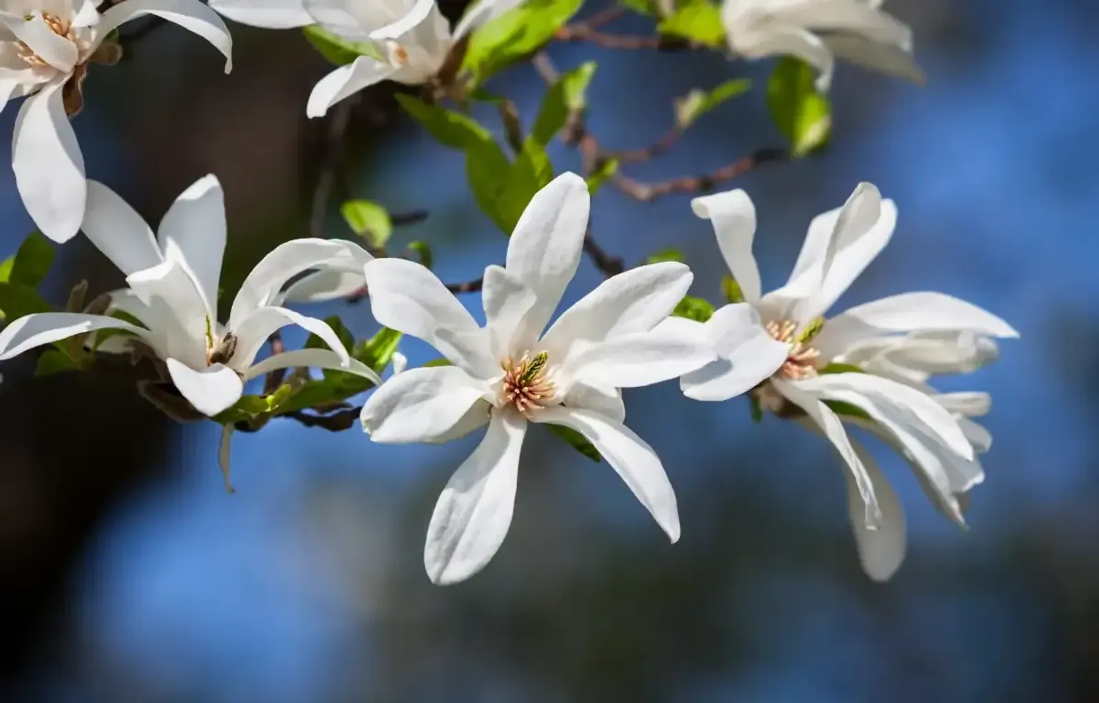 Japansk Magnolia, Högstammat träd - miniatyr 2