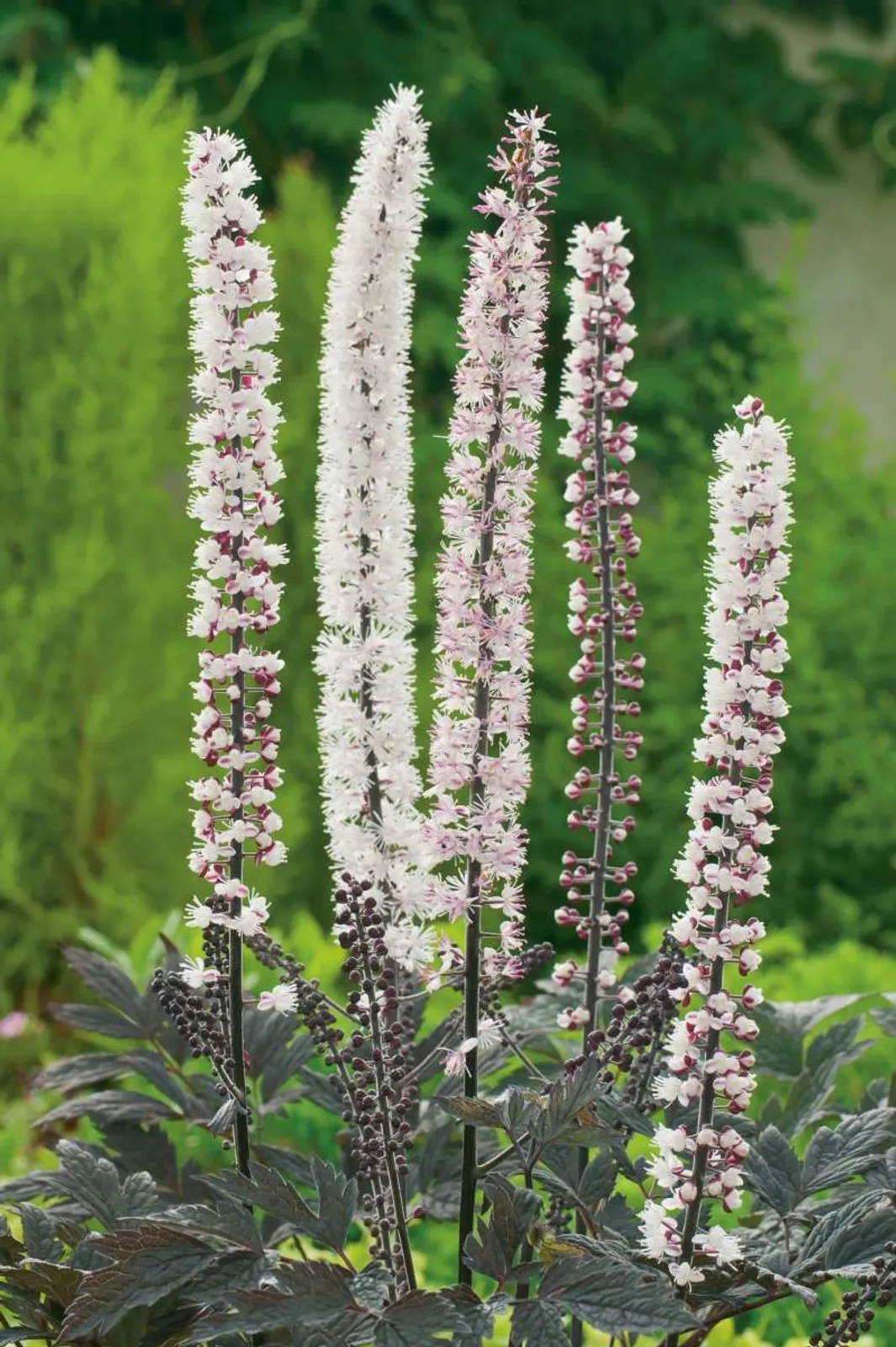 Höstsilverax 'Pink Spike', 10-pack