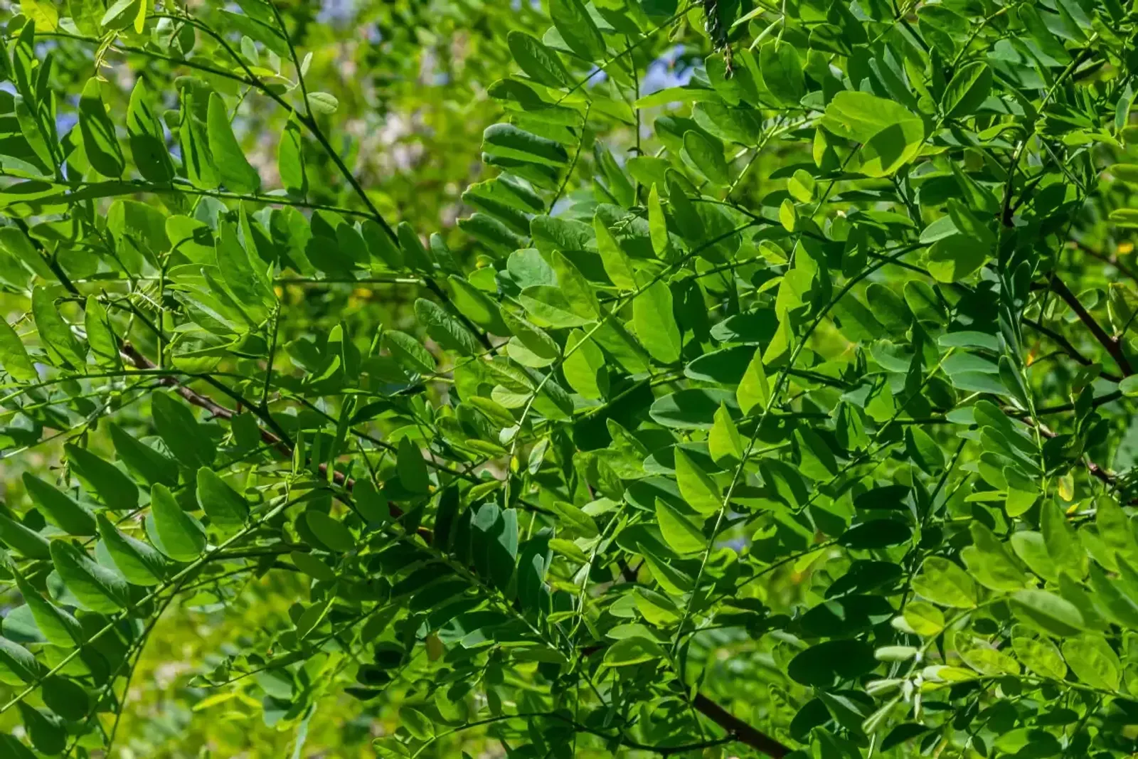 Klotrobinia 'Umbraculifera', Högstammat träd - miniatyr 2