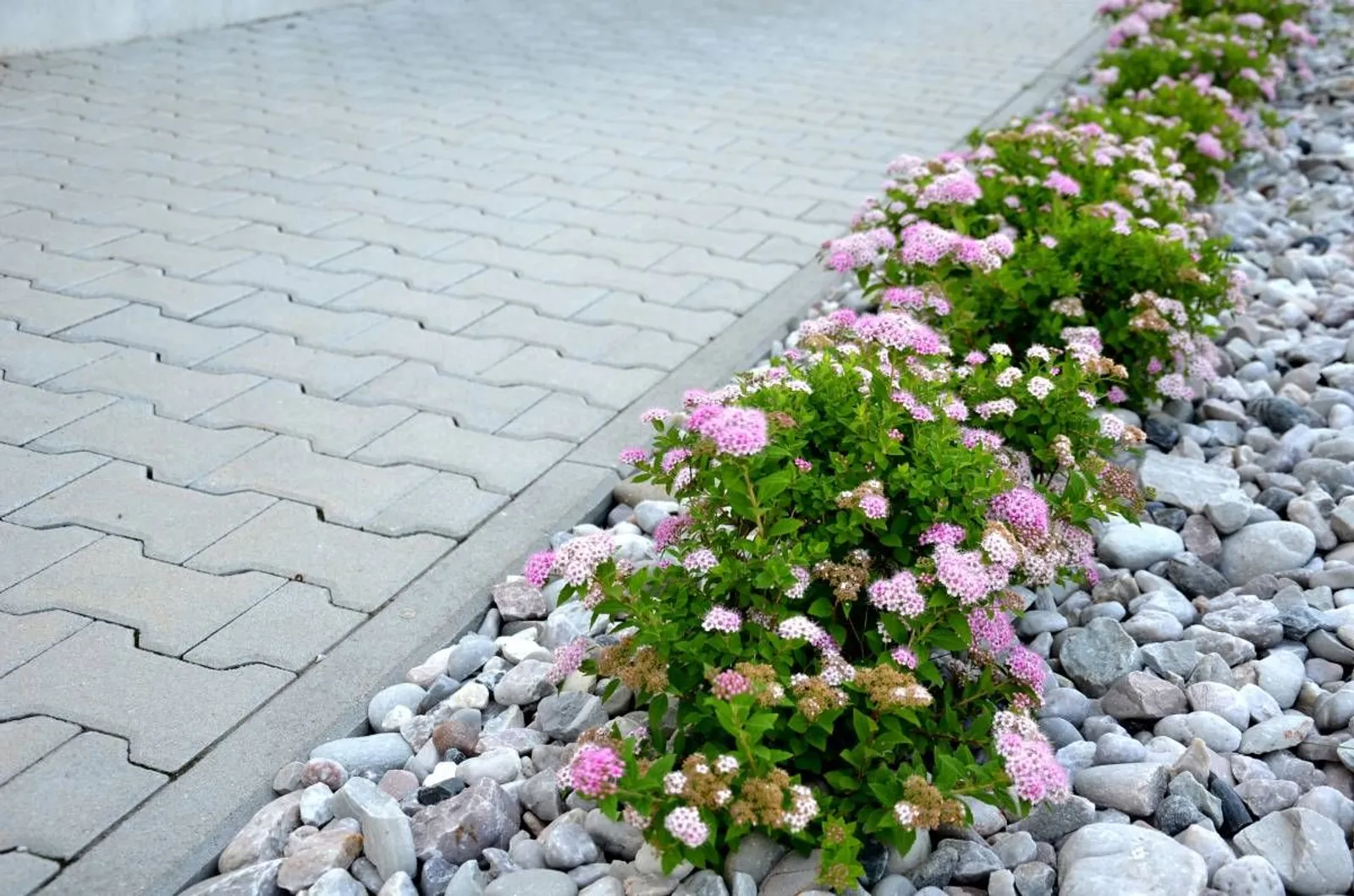 Praktspirea 'Little Princess', 10-20 cm - miniatyr 4
