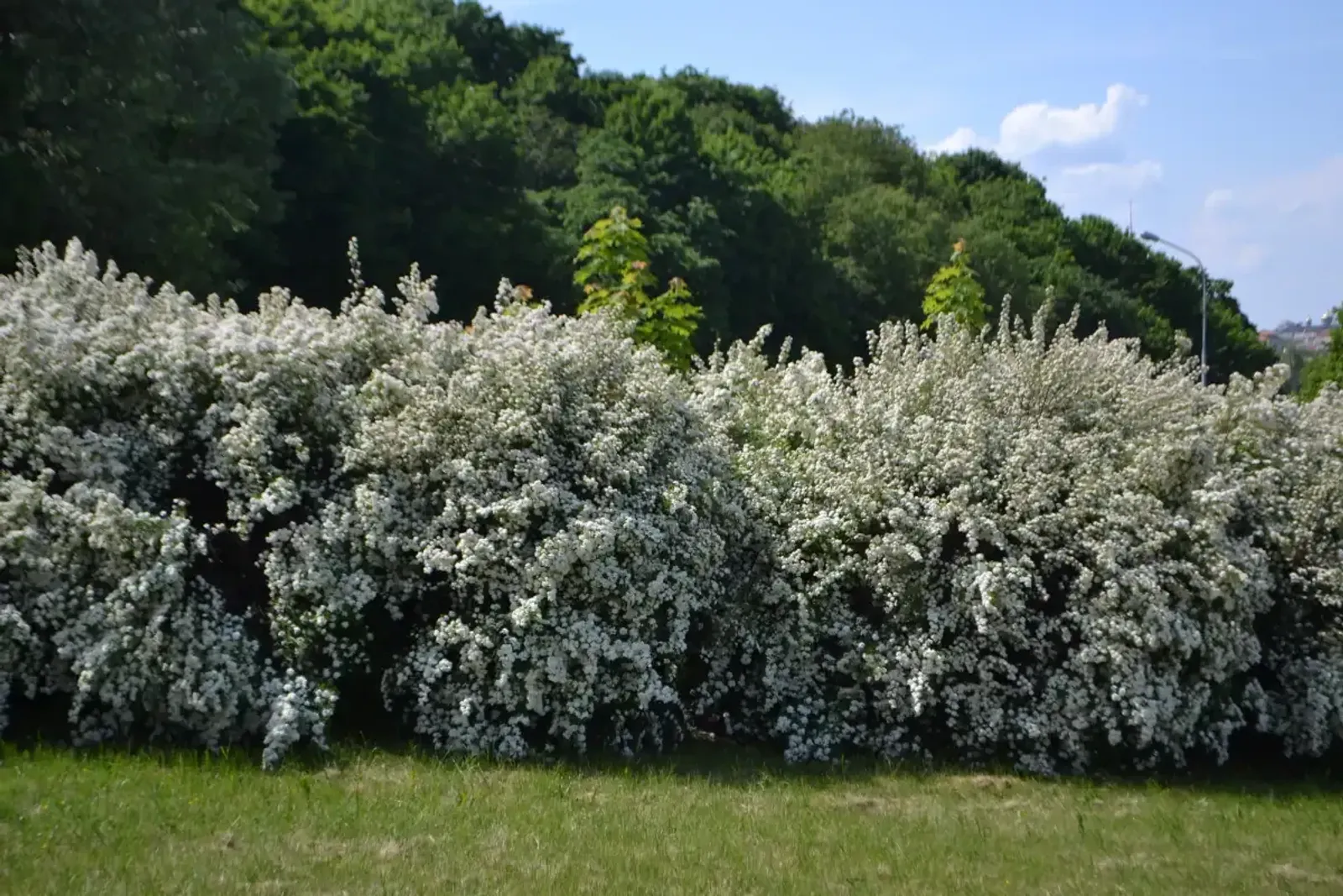 Bukettspirea, 50-80 cm - miniatyr 5