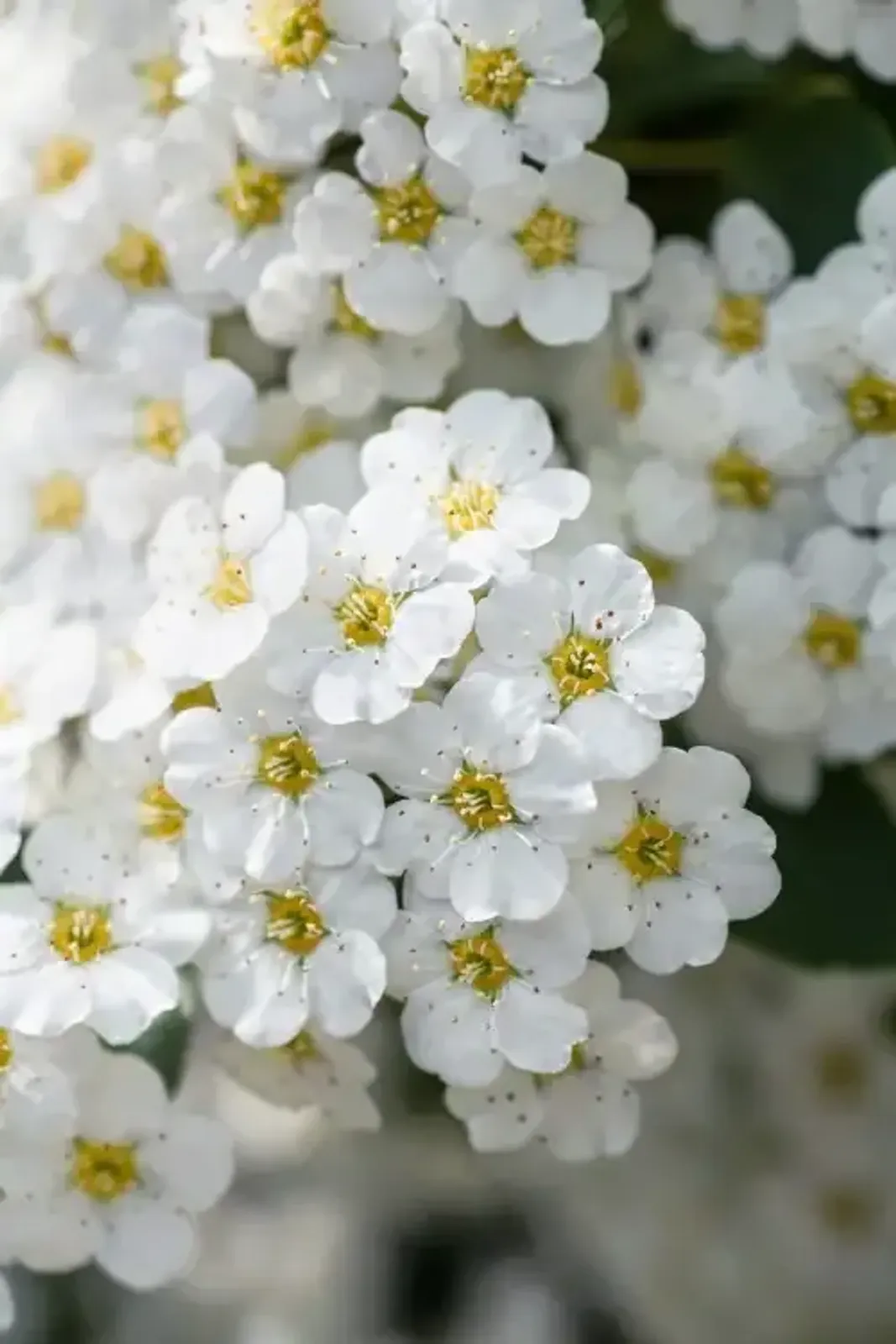 Bukettspirea, 50-80 cm - miniatyr 2