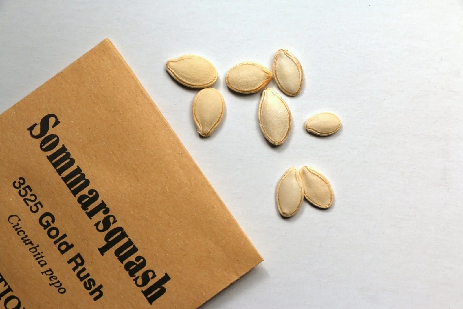Sommarsquash 'Gold Rush', ekofrö - miniatyr 2