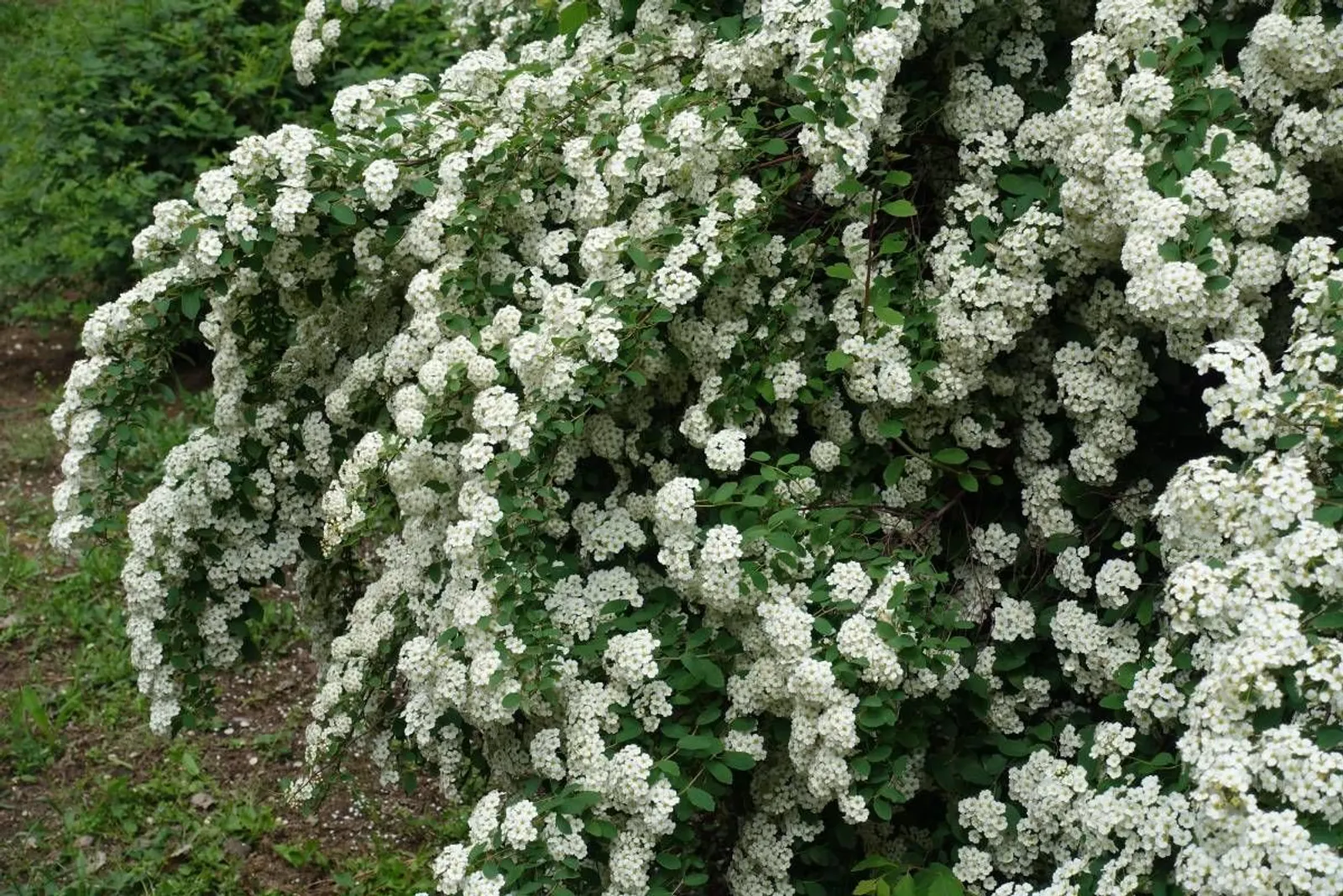 Bukettspirea, 80-100 cm, Goliat - miniatyr 3