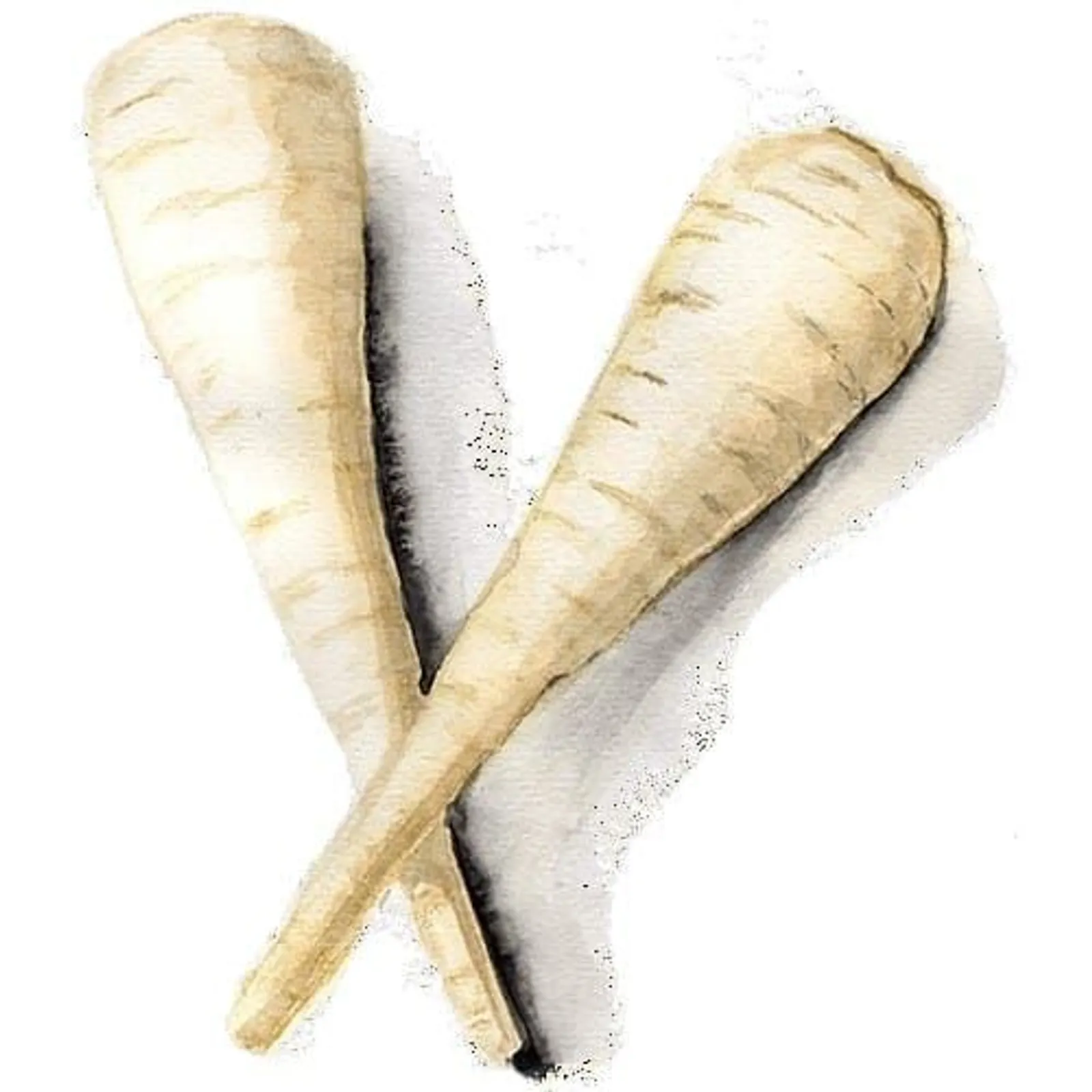Palsternacka