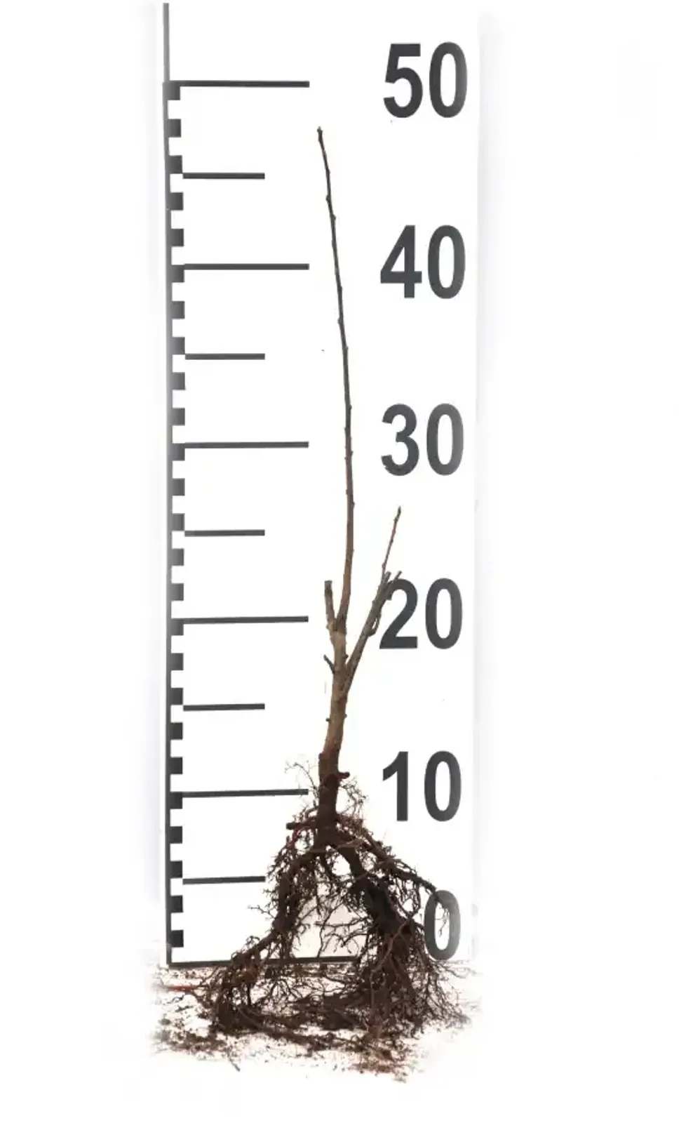 Bukettapel, 30-50 cm - miniatyr 6
