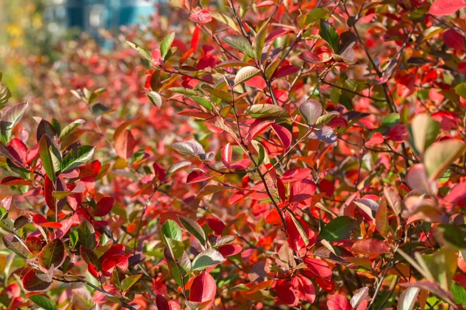 Svartaronia 'Hugin', 20-40 cm - miniatyr 3