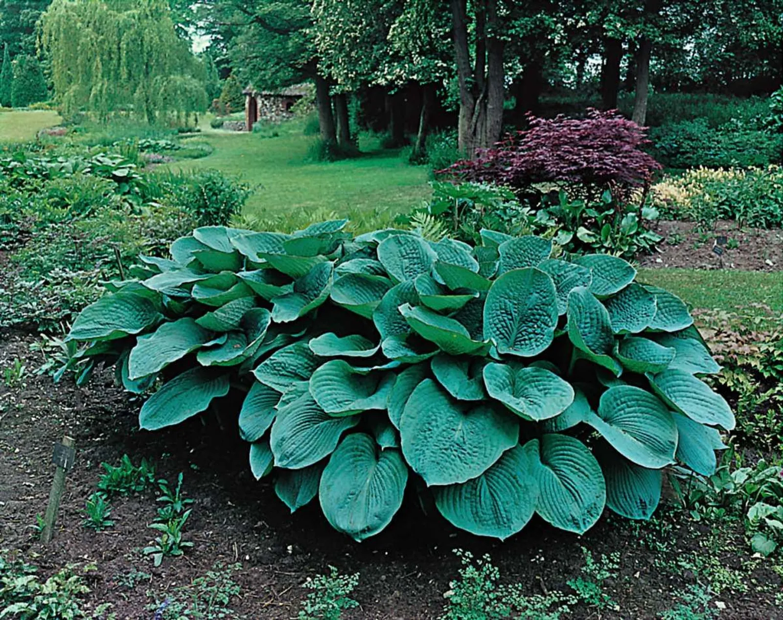 Daggfunkia 'Elegans', 3-pack