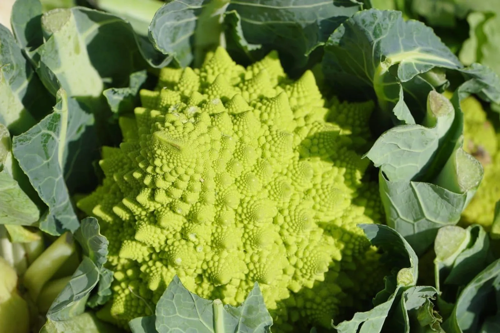Broccolo 'Natalino Romanesco ', ekofrö - miniatyr 2