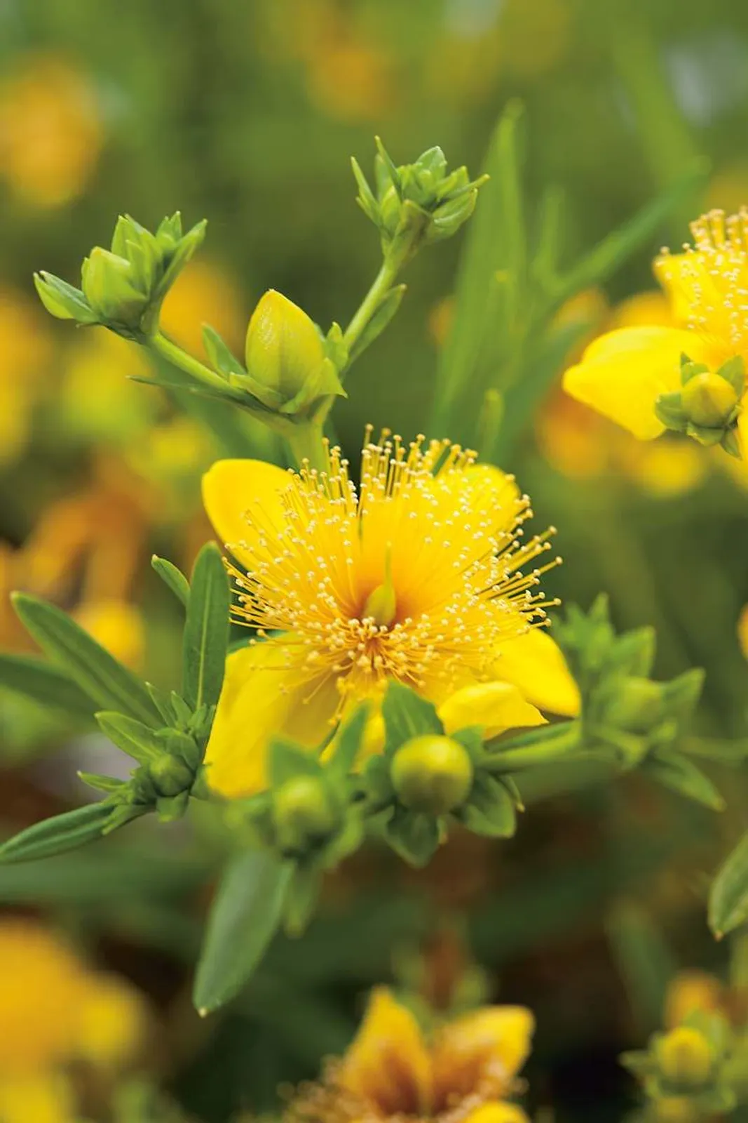Knapphyperikum 'Gemo', 100-pack