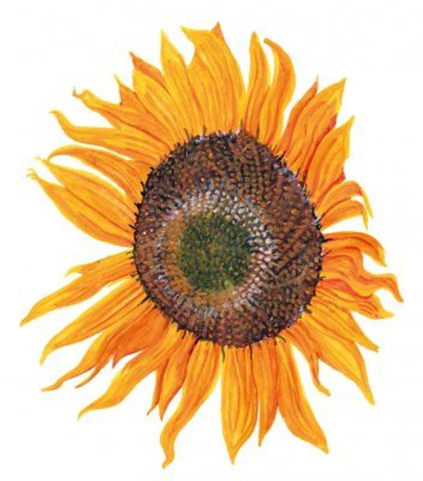 Solros 'Peredovick', Frö