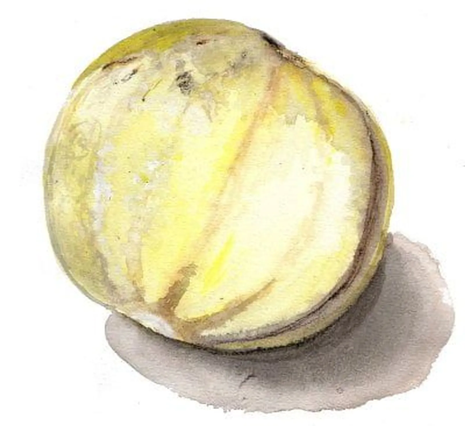 Melon 'Billeberga', Frö