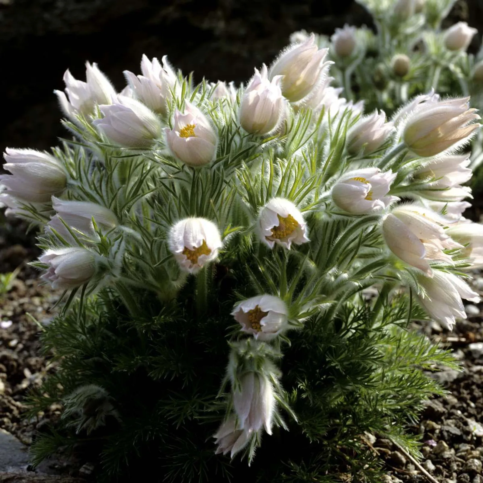 Backsippa 'Alba', 15-pack