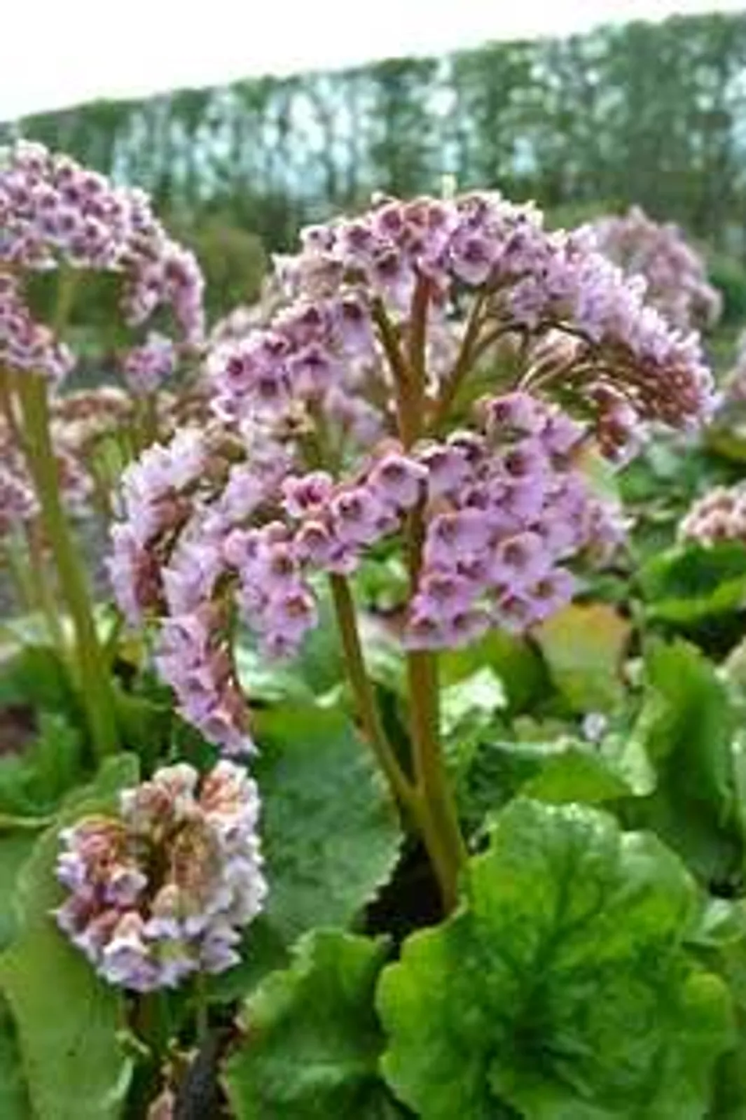 Hjärtbergenia 'Möja', 3-pack
