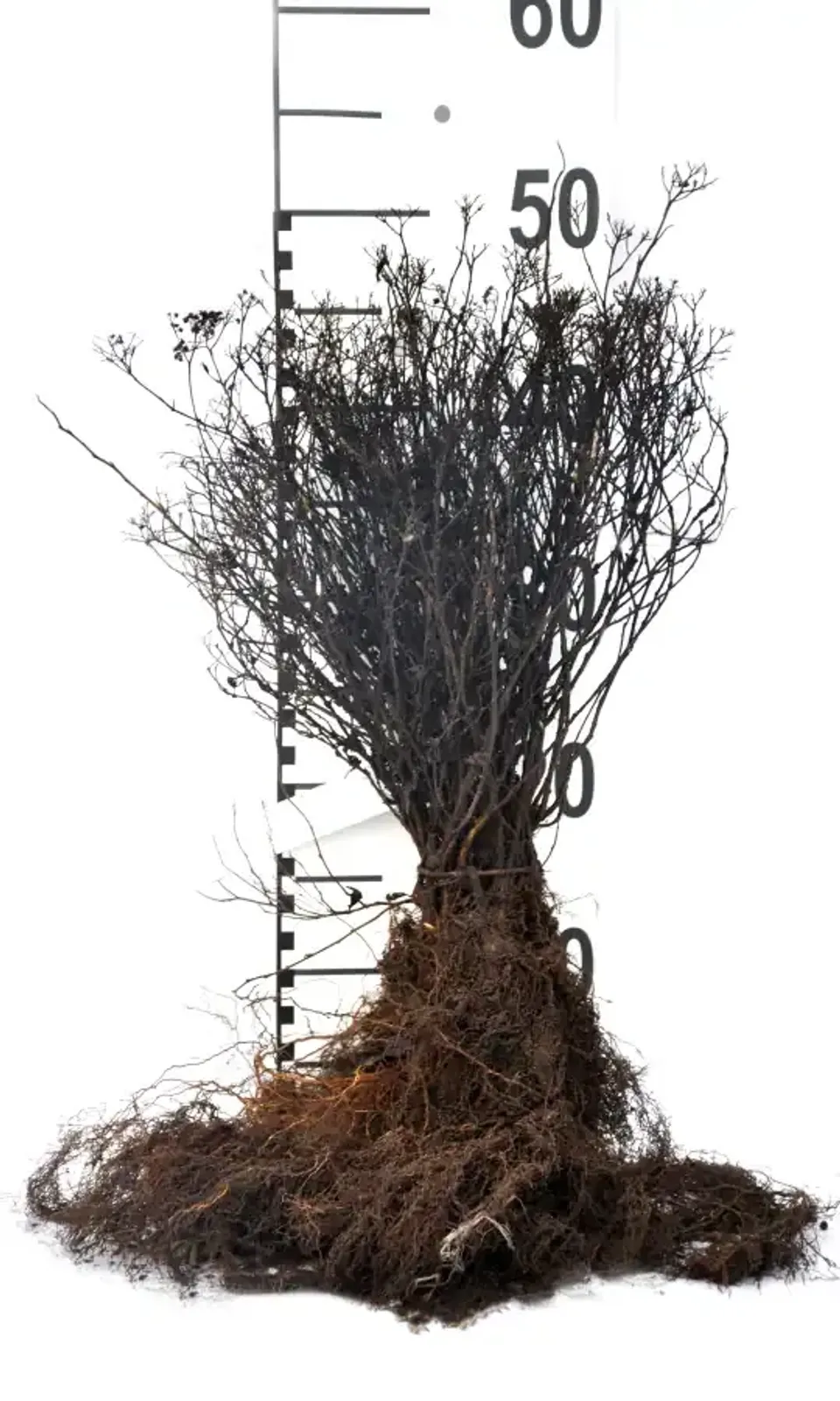 Rosenspirea, 15-30 cm - miniatyr 5