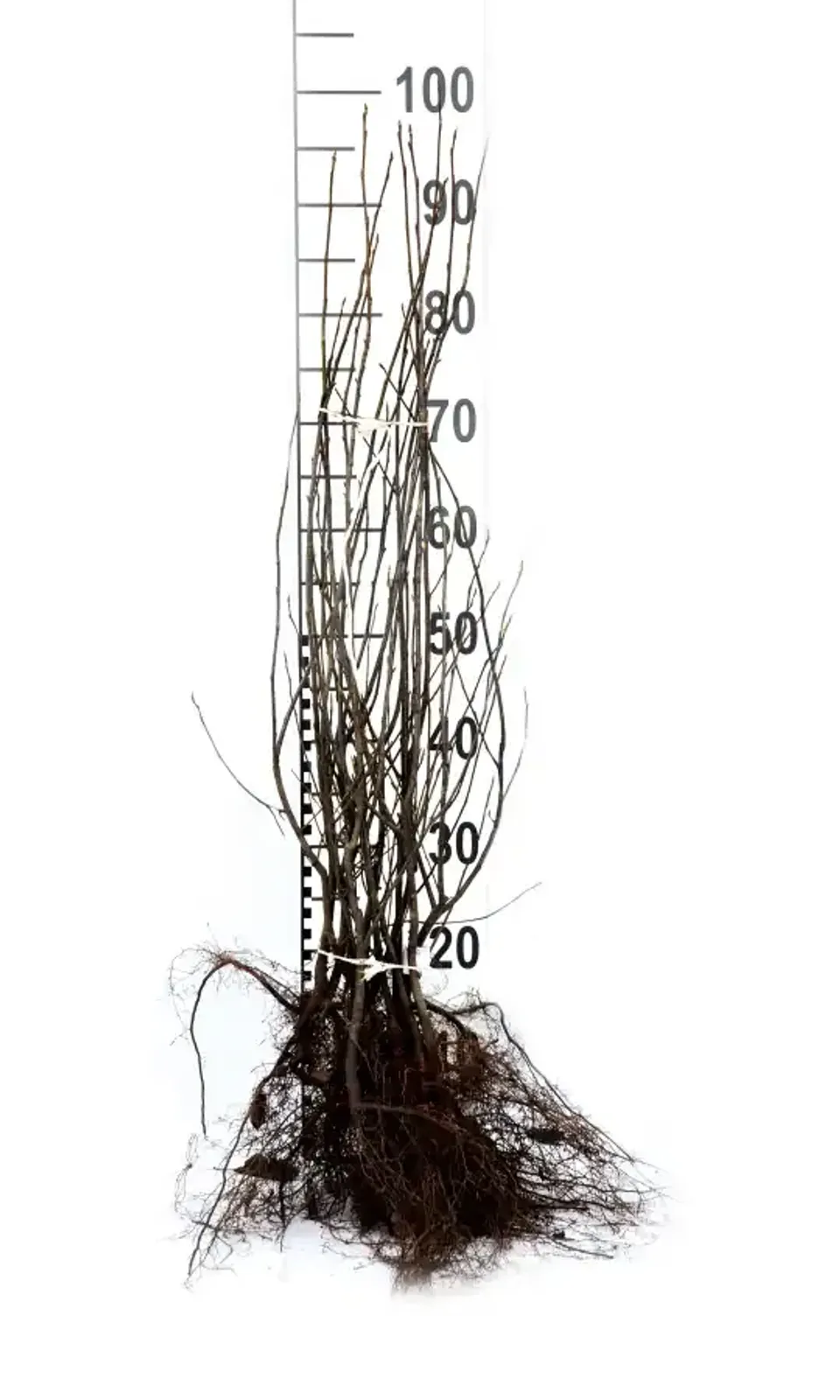 Prakthäggmispel, 50-80 cm - miniatyr 6