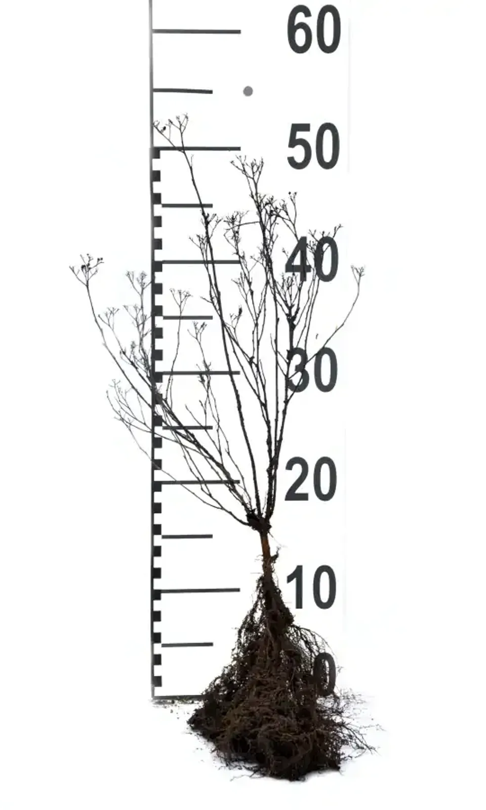 Rosenspirea, 15-30 cm - miniatyr 6