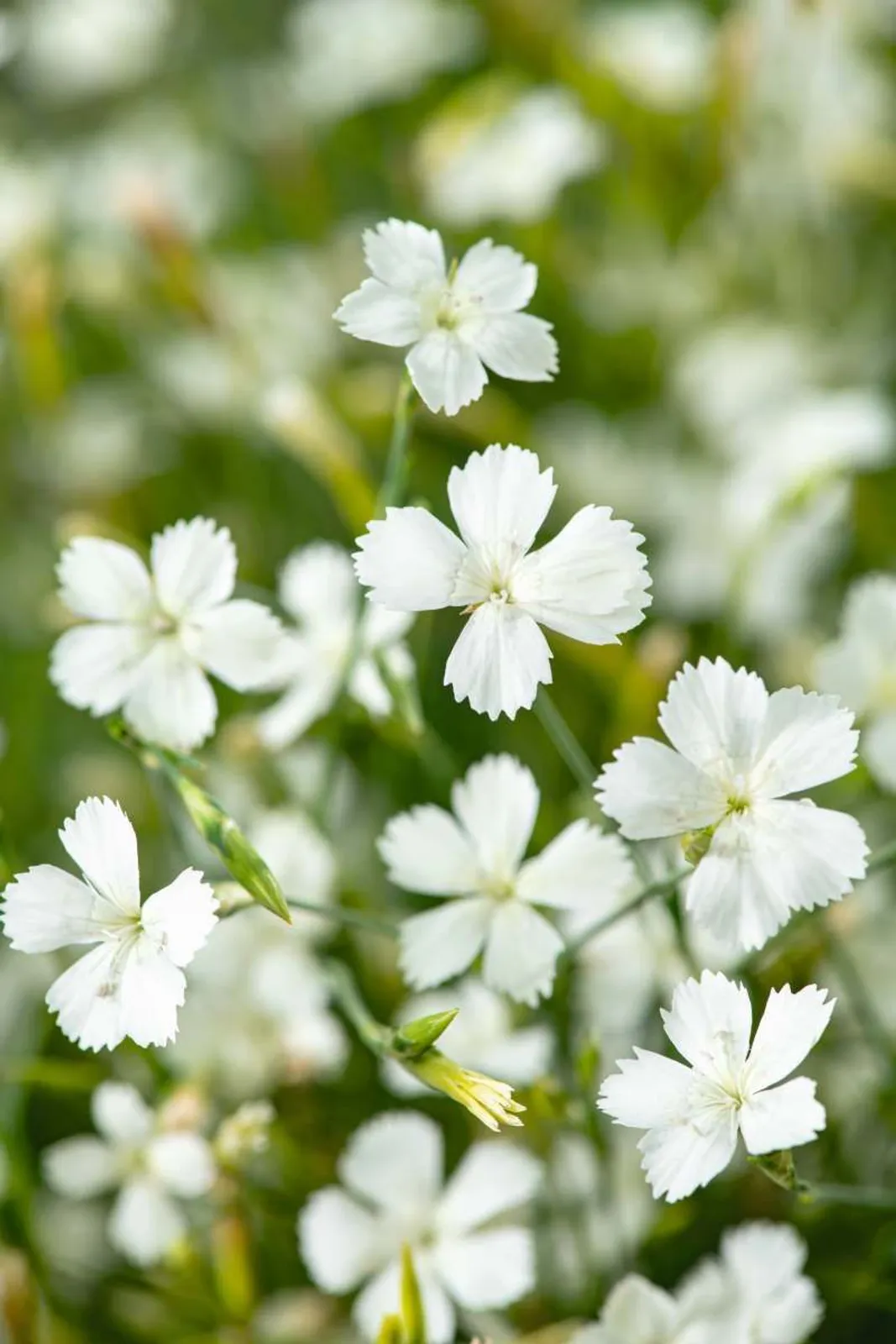 Backnejlika 'Albiflorus', 15-pack