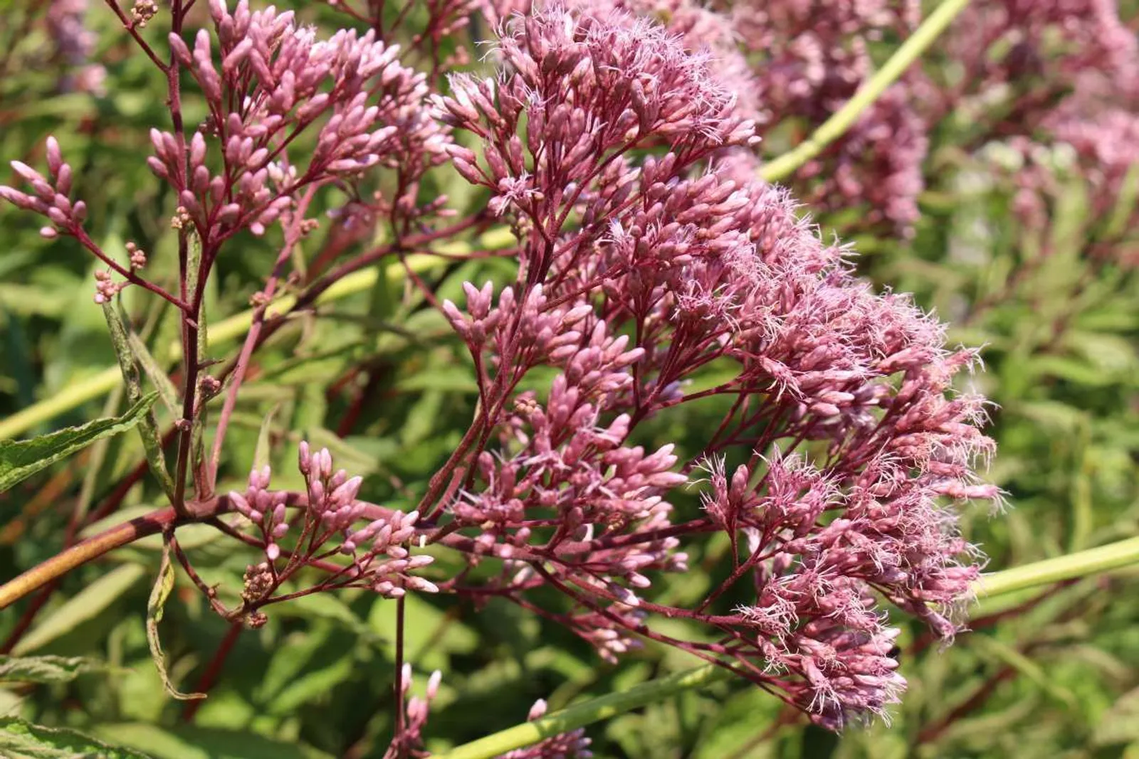 Fläckflockel 'Atropurpureum' (Rosenflockel), 3-pack