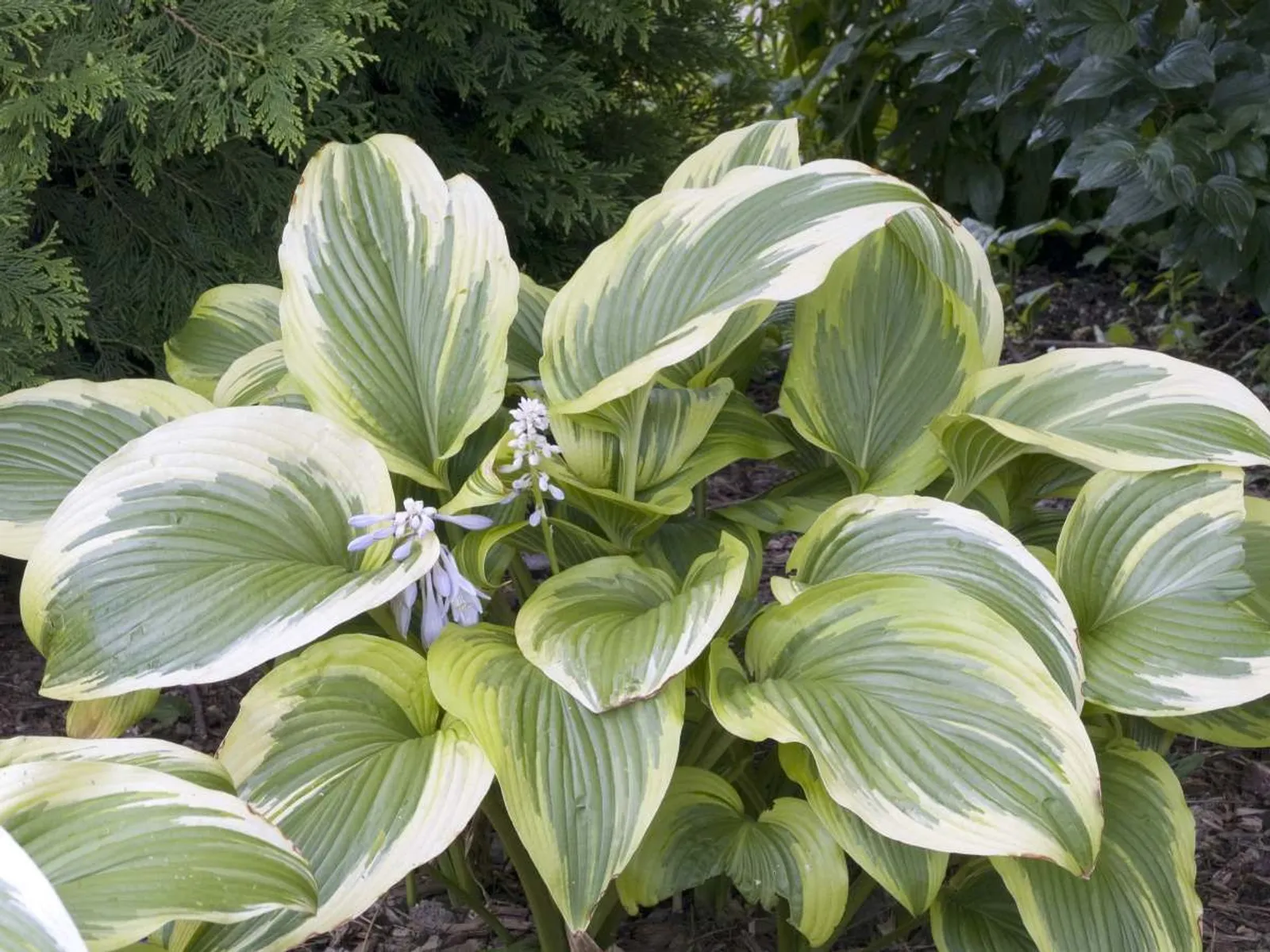 Blomsterfunkia 'Fortunei Aureomarginata', 3-pack