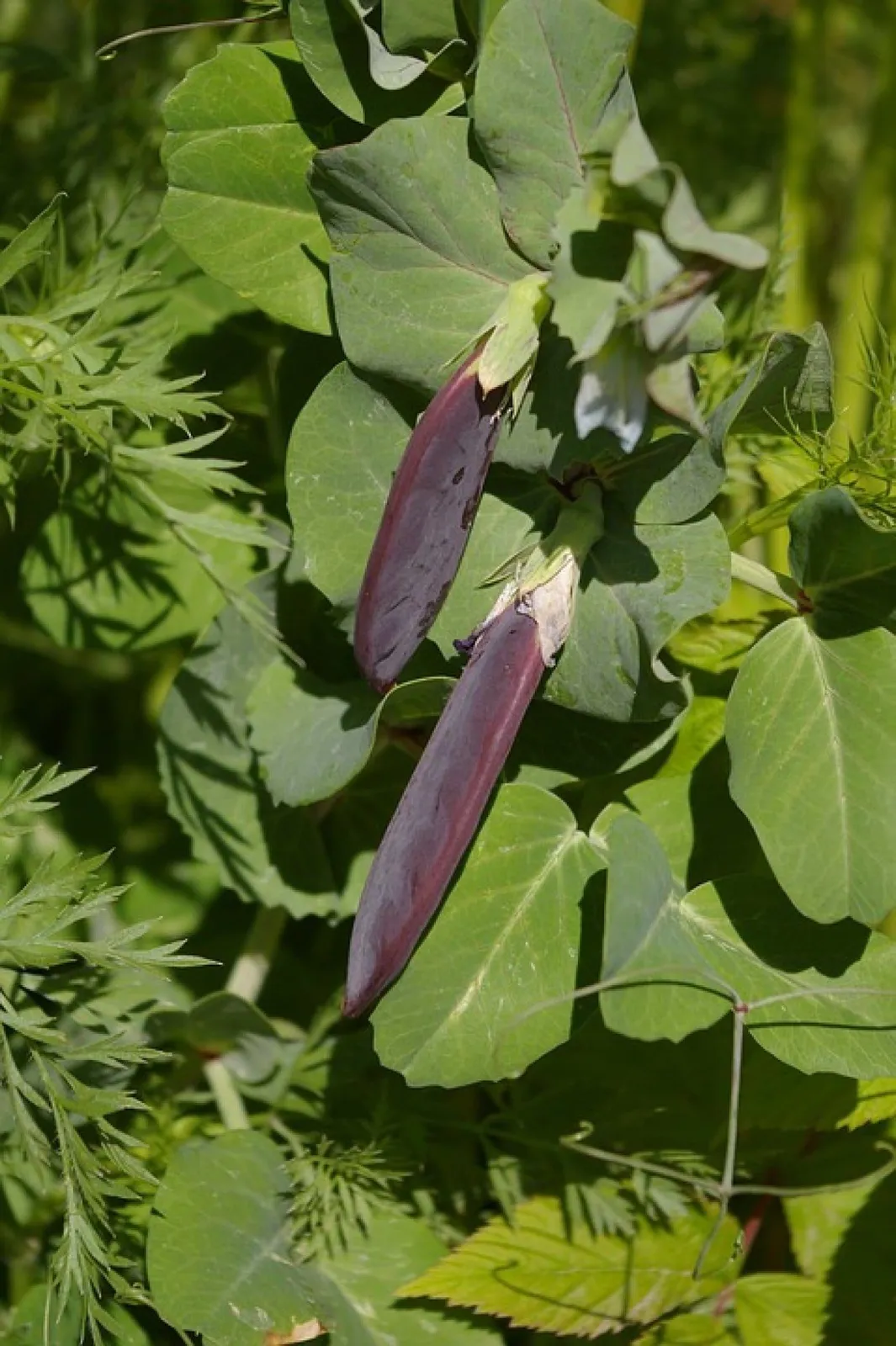 Spritärt 'Blauwschokker', ekofrö - miniatyr 2