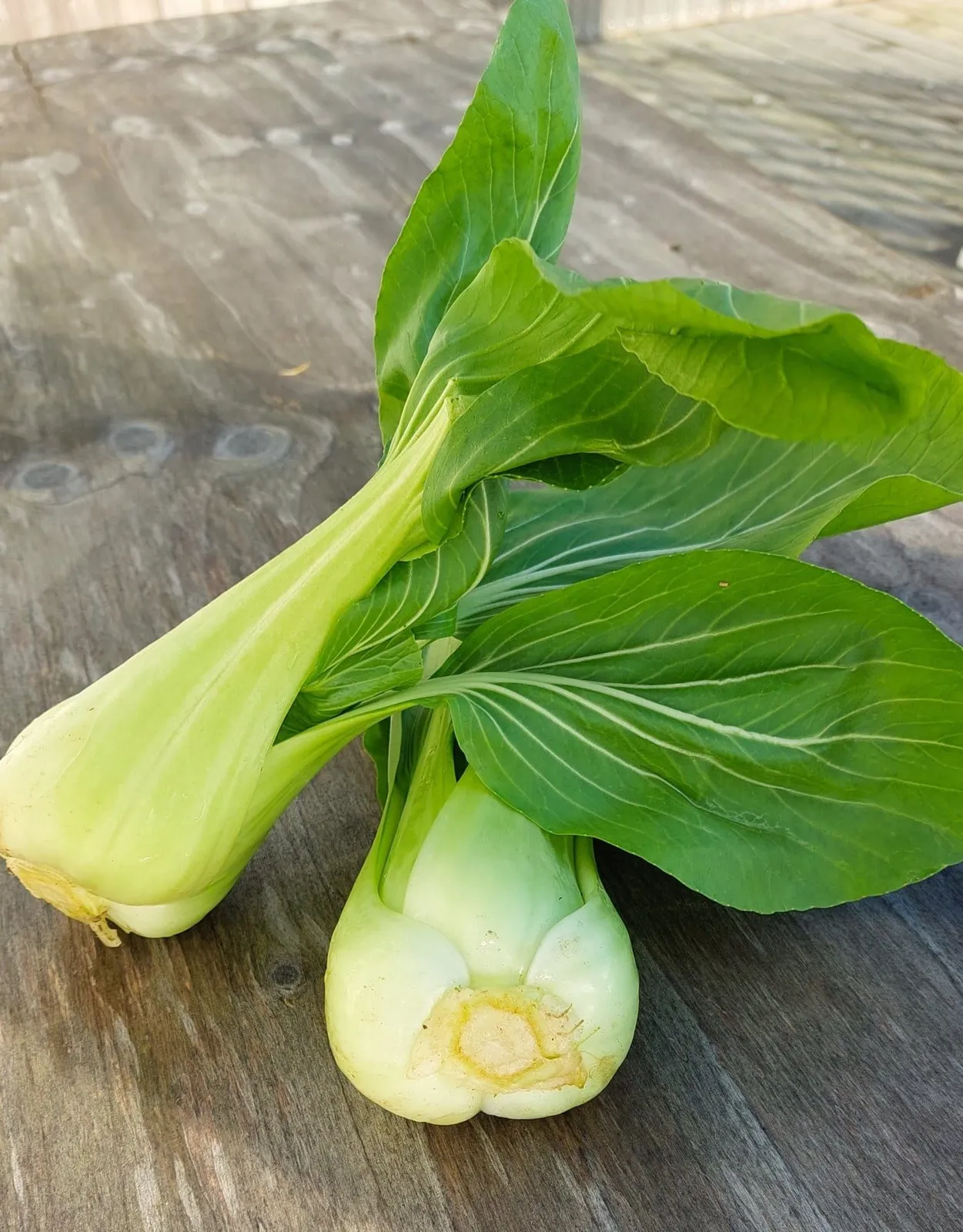 Pac choi 'Taisai', ekofrö