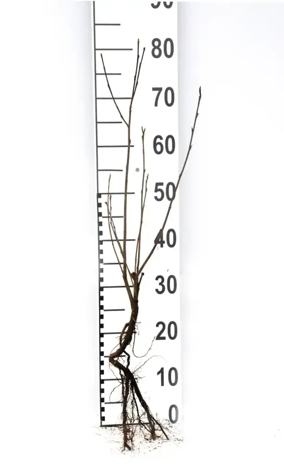 Slånaronia 'Elata', 30-50 cm - miniatyr 7