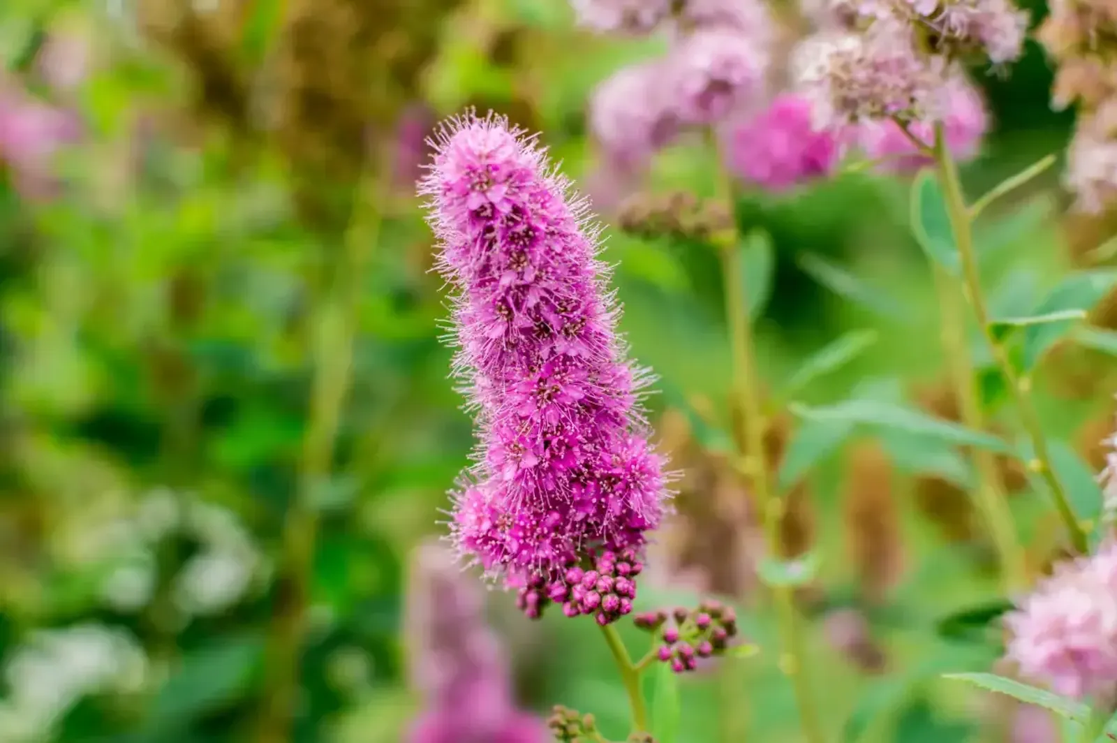 Klasespirea, 50-80 cm - miniatyr 4
