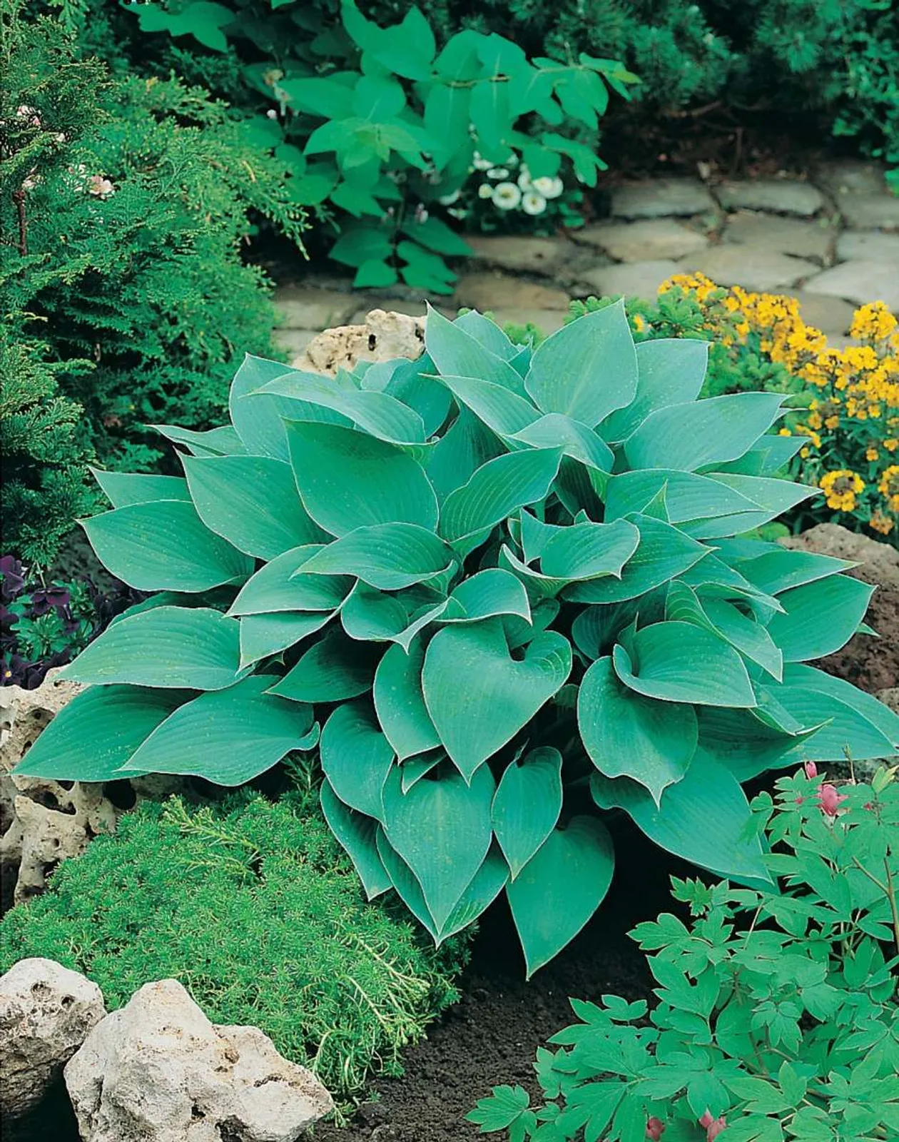 Blåfunkia 'Halcyon', 3-pack