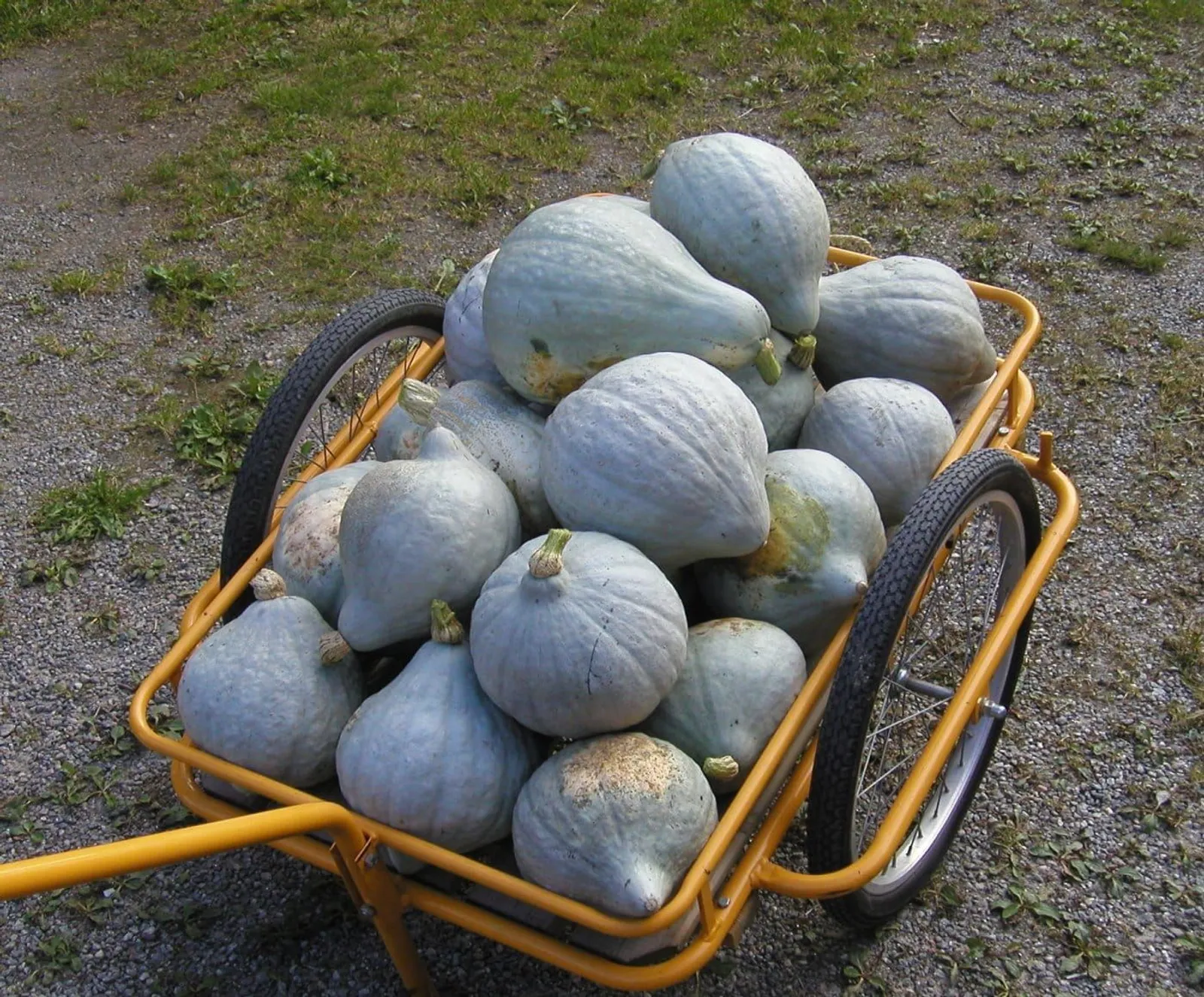 Vintersquash 'Blue Hubbard', ekofrö - miniatyr 2