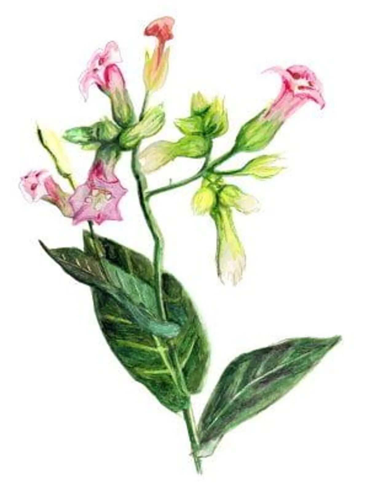 Tobak 'Alida', Frö