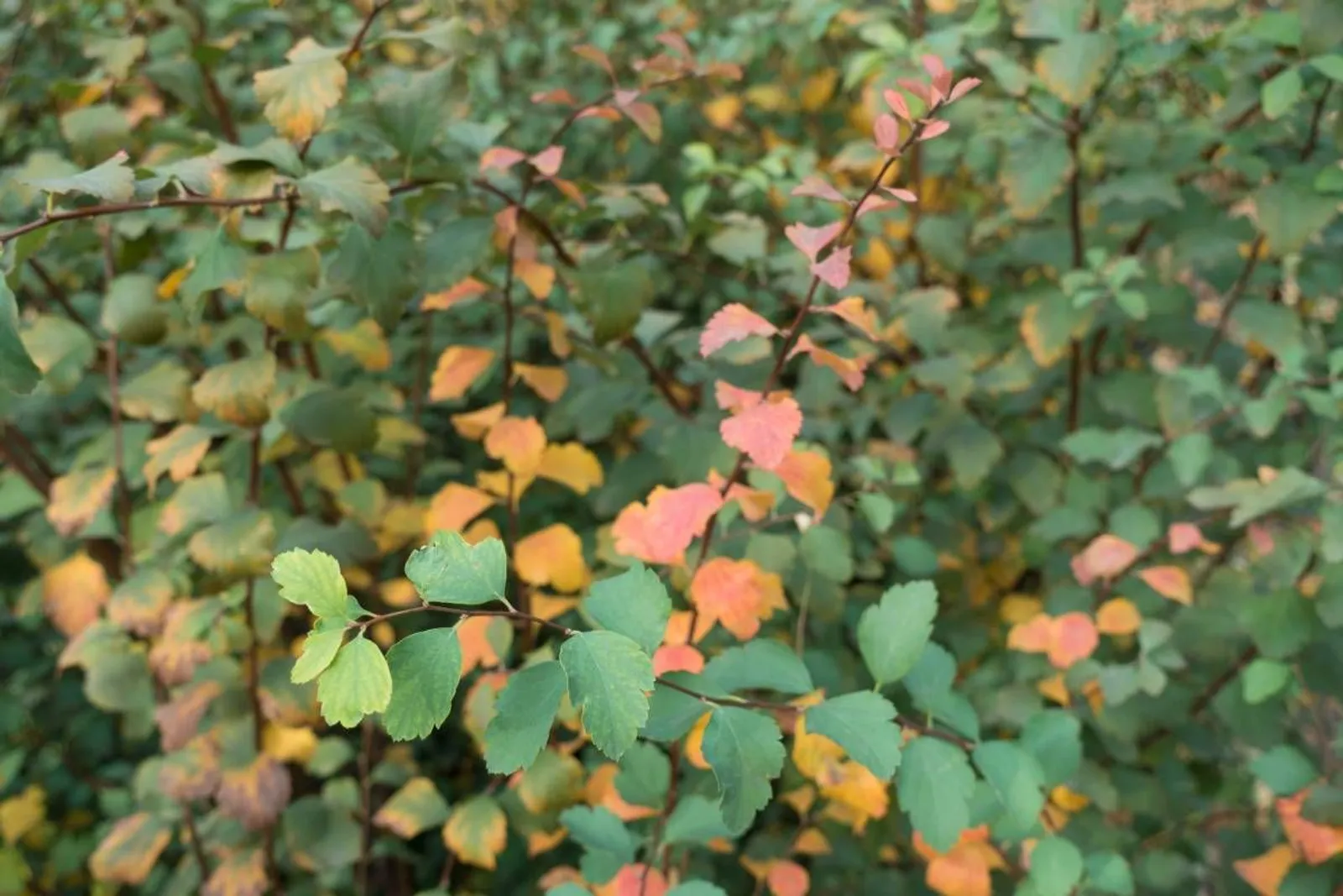 Bukettspirea, 20-40 cm - miniatyr 5