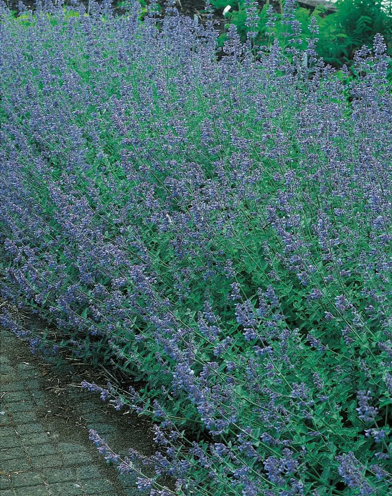 Kantnepeta 'Six Hills Giant', 15-pack